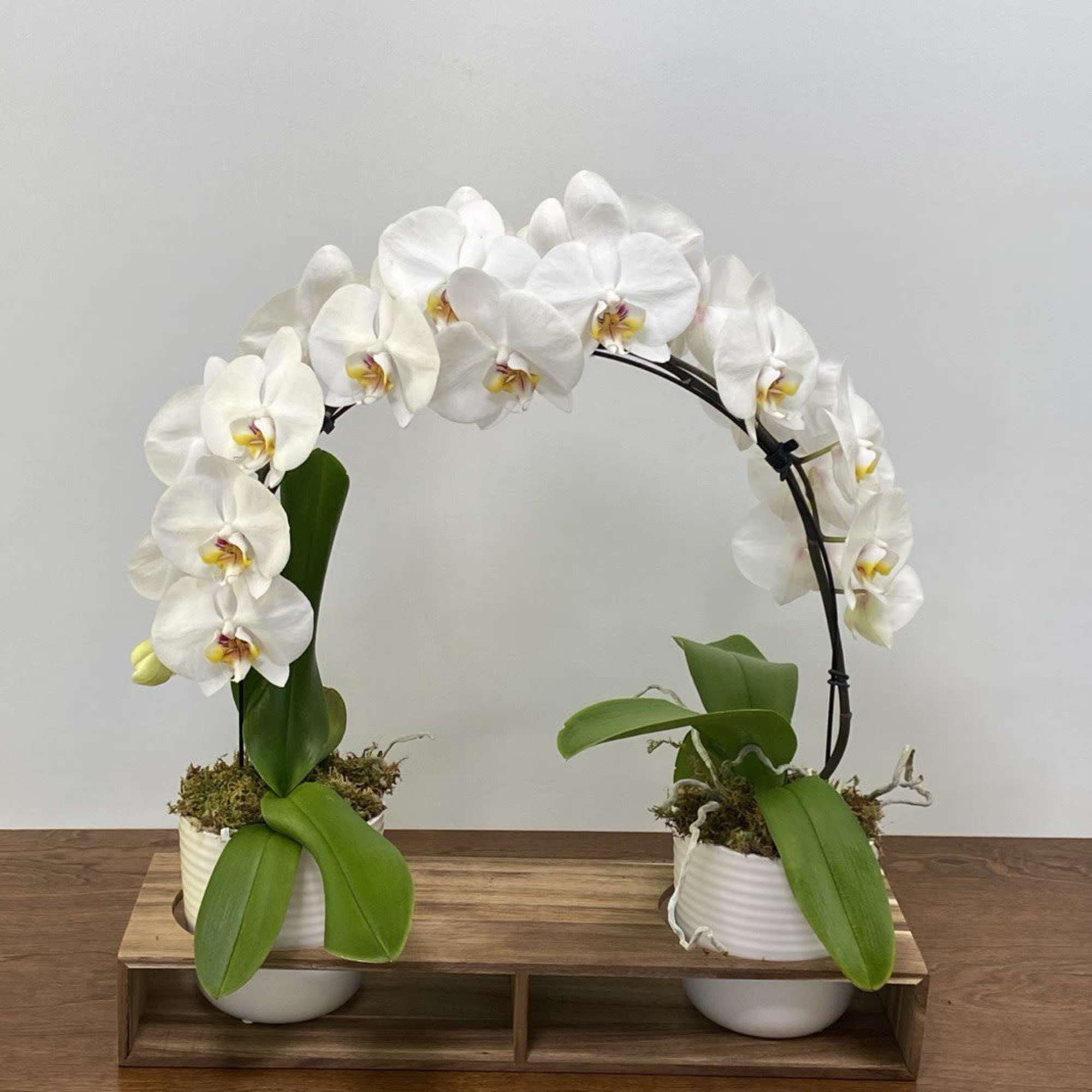 Graceful and modern, this double-orchid arrangement is designed to impress. Two vibrant