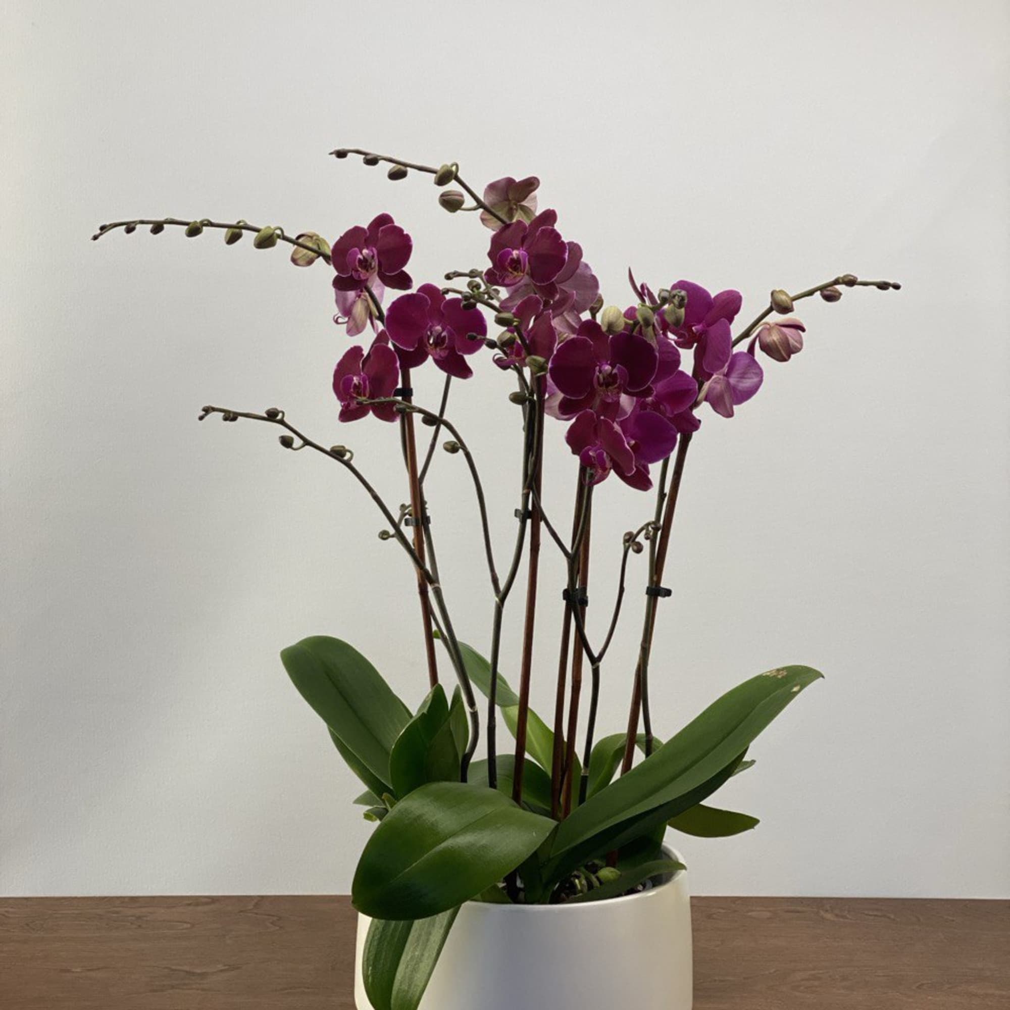 This elegant Orchid arrangement includes three double- stem plants( 6 stems totally)