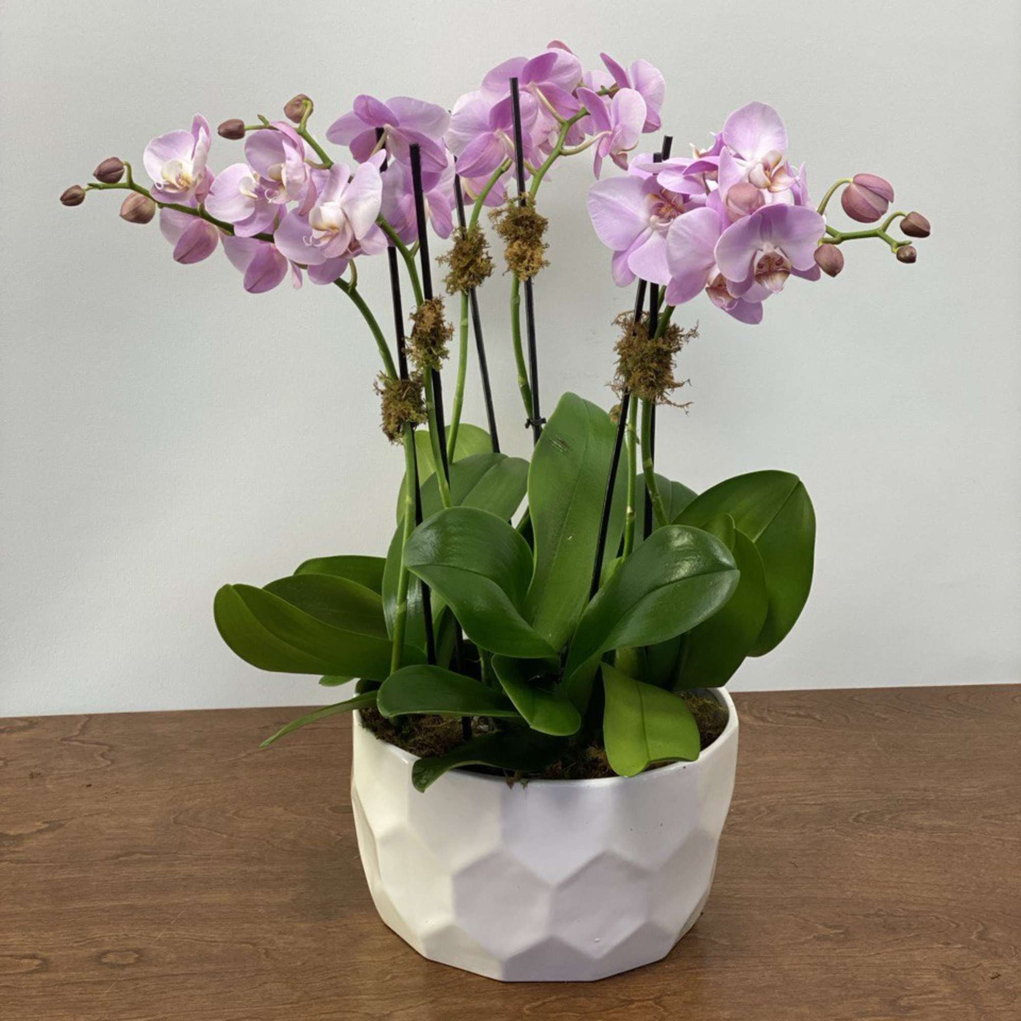 This elegant Orchid arrangement includes three double- stem plants( 6 stems totally)