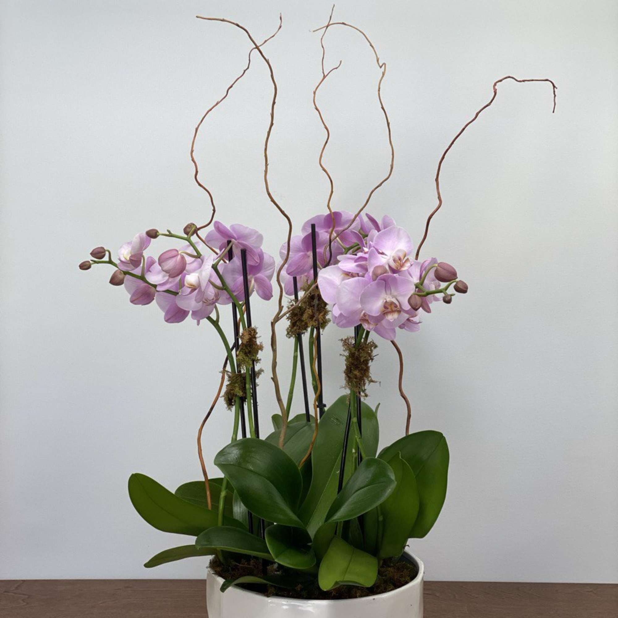 This elegant Orchid arrangement includes three double- stem plants( 6 stems totally)