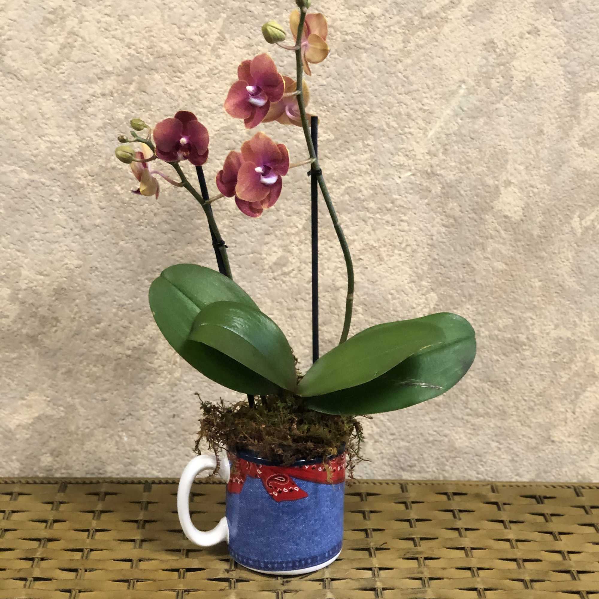 Mini orchid in a mug.  Orchid color may vary.