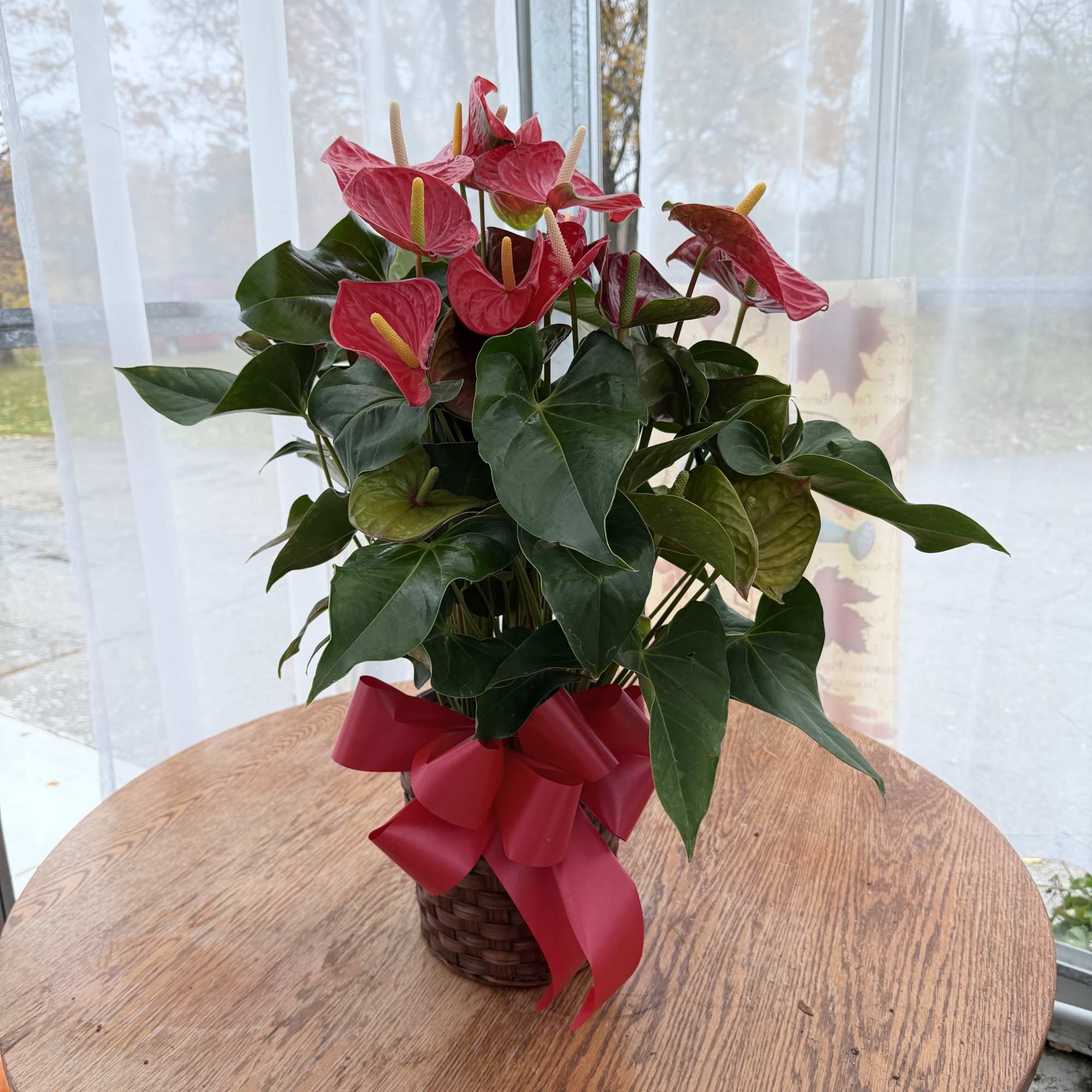 Bring a touch of tropical elegance to your home this holiday season