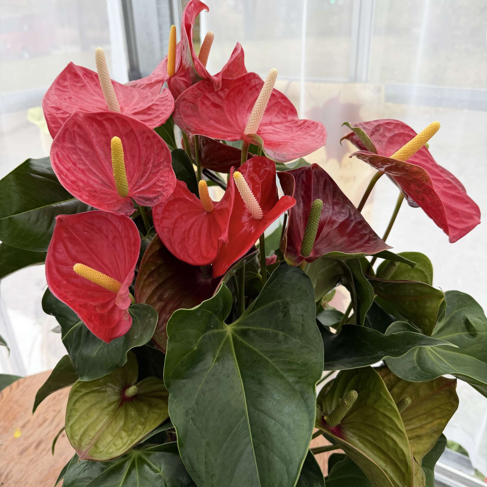 Bring a touch of tropical elegance to your home this holiday season