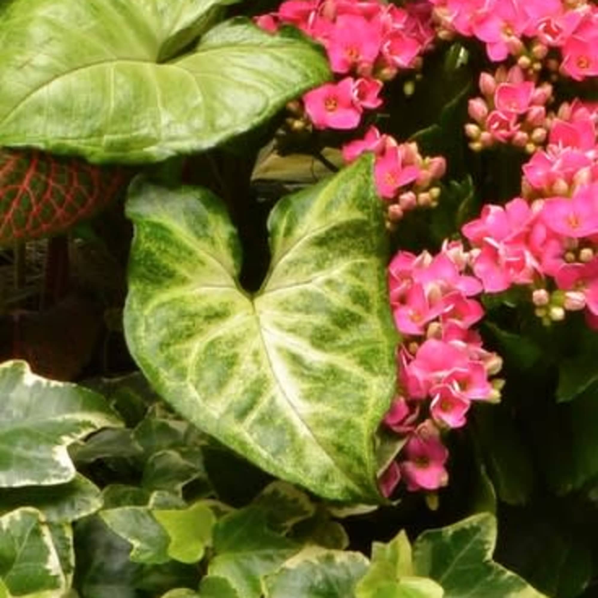 Our designers will select the best dish garden plant for your order.