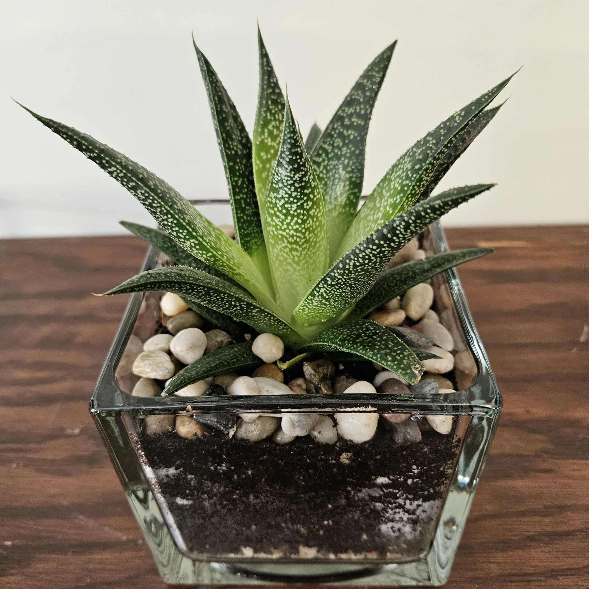 Young plant in 5-inch glass square vase. This stunning aloe cultivar shines