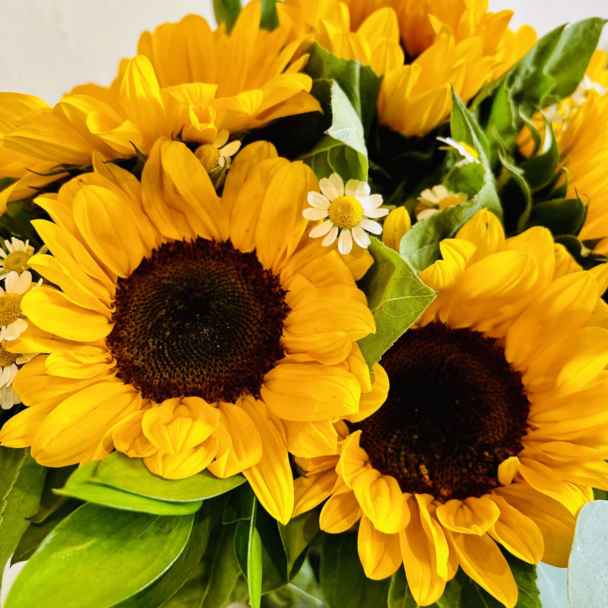 An abundance of a highlighted bloom of the week, designed showcasing that