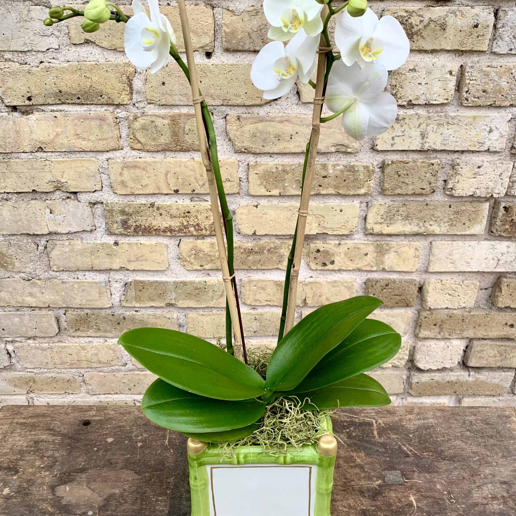 A Lovely 4&quot; White Double Phalaenopsis Orchid Plant 
Set Into a White