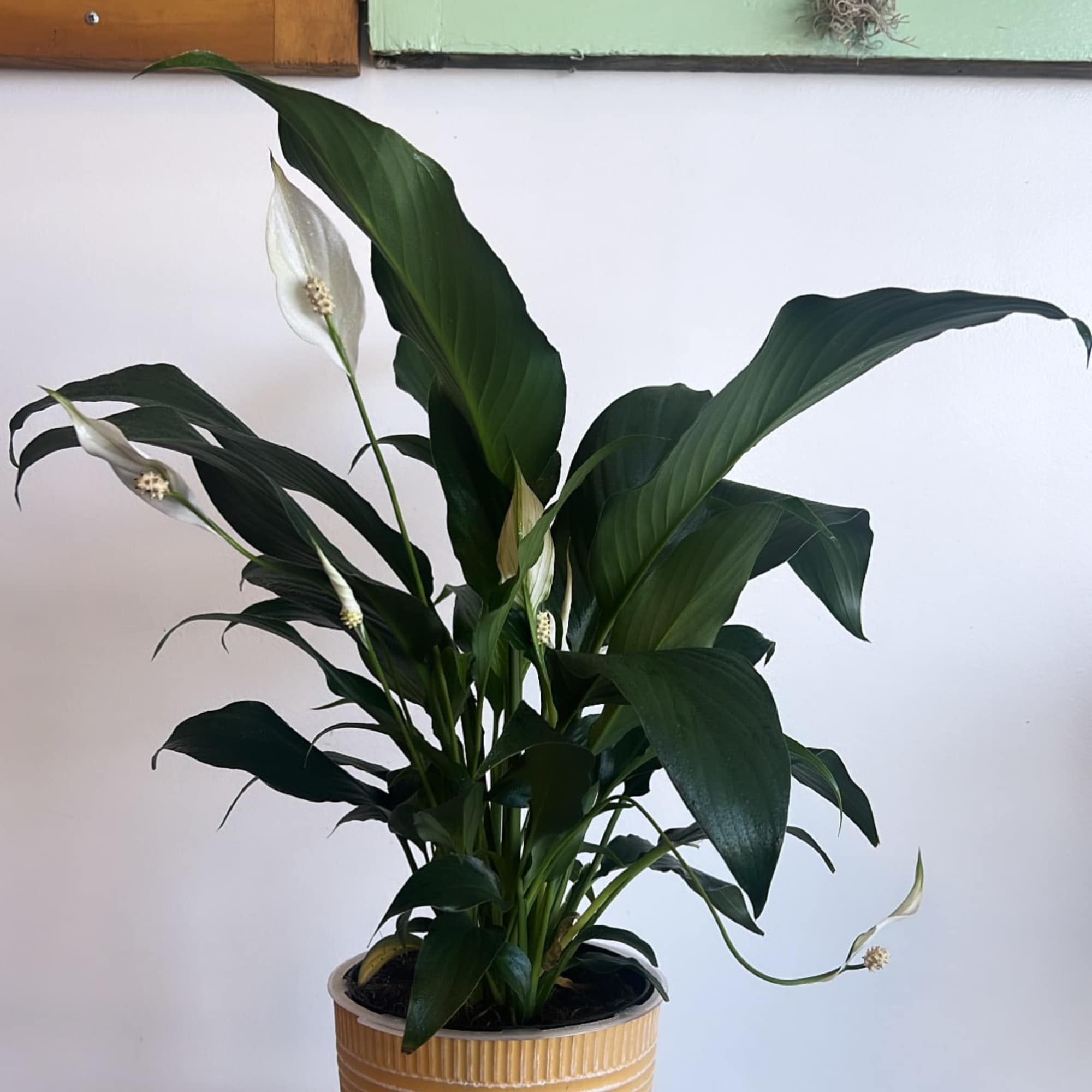 A tall reaching spathiphyllum plant, also known as a peace lily, set