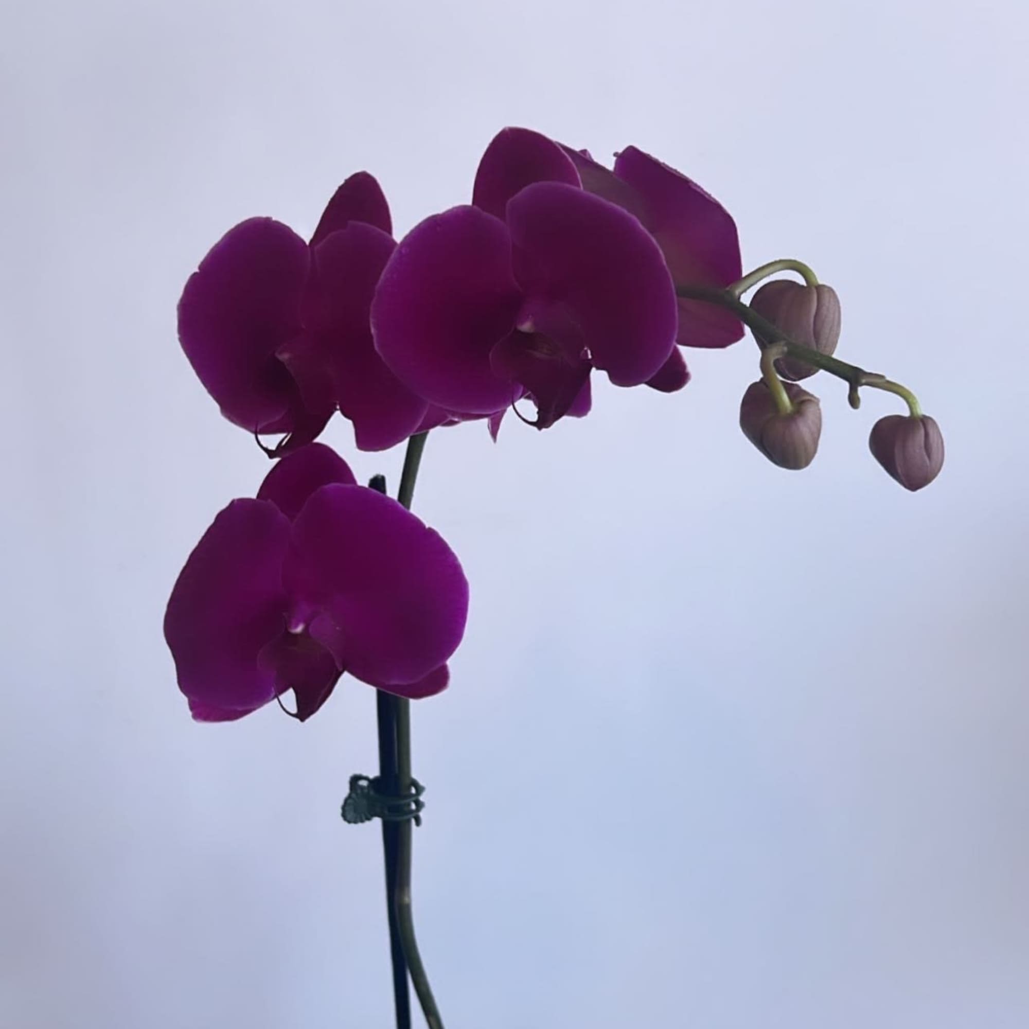 A beautiful and classic single stem white orchid. Perfect for all occasions