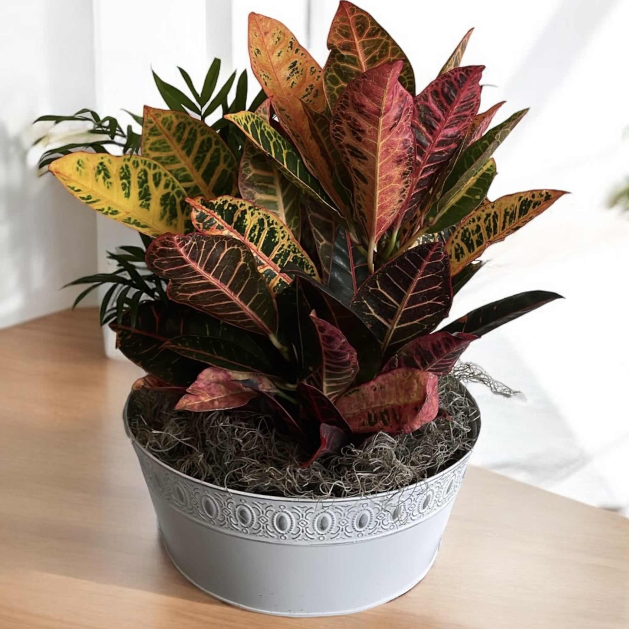 Introducing our exquisite plant and dish garden collection, a perfect alternative to