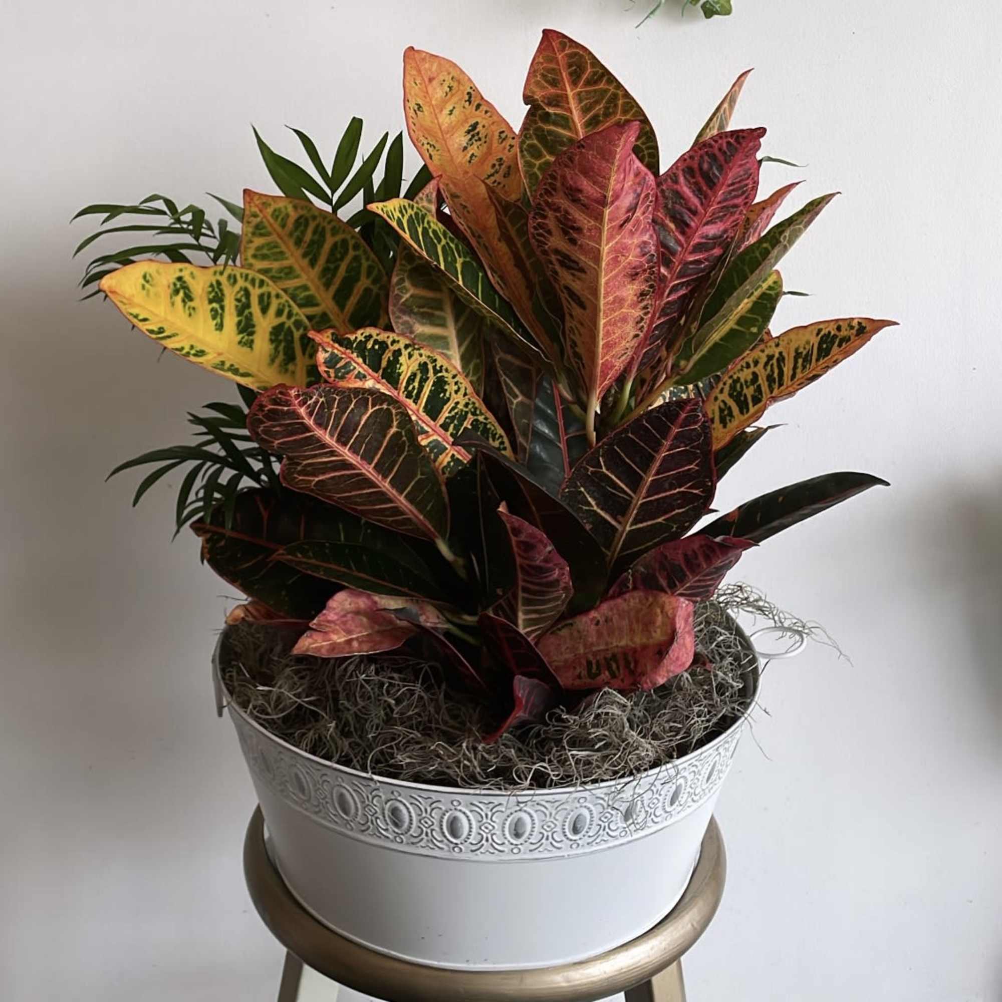 Introducing our exquisite plant and dish garden collection, a perfect alternative to