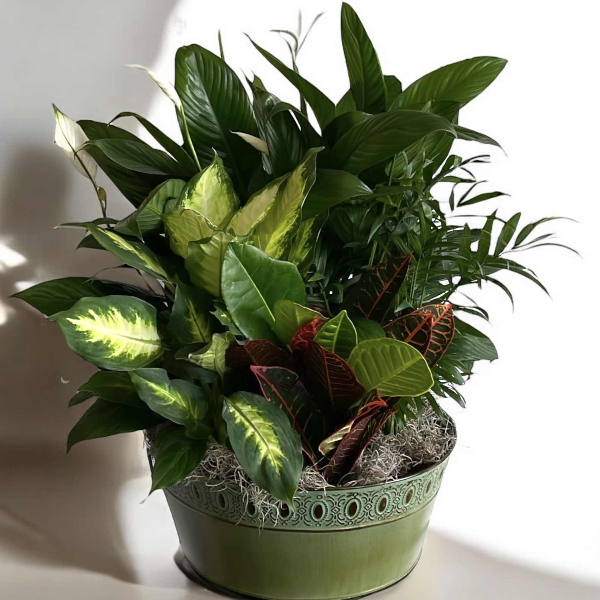 Introducing our exquisite plant and dish garden collection, a perfect alternative to