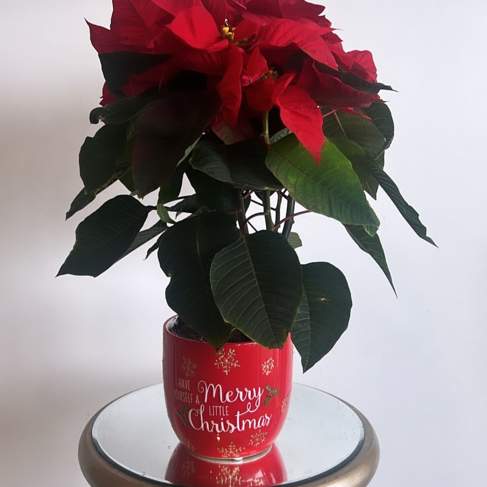 Nothing says Christmas like a Red Poinsettia Plant. Set the tone this