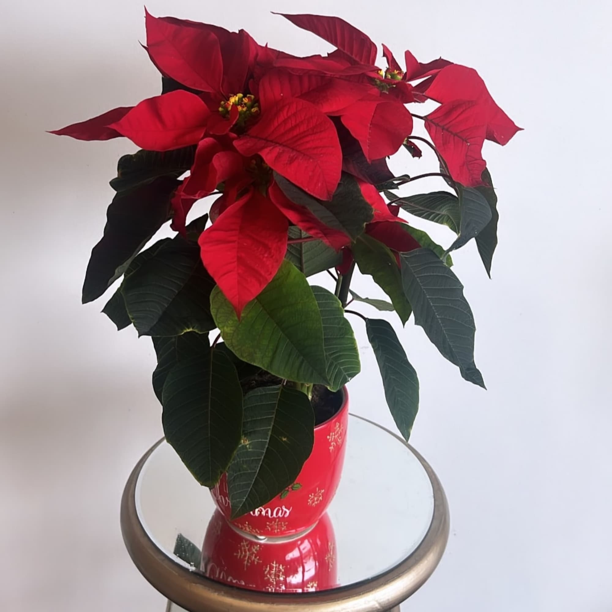 Nothing says Christmas like a Red Poinsettia Plant. Set the tone this