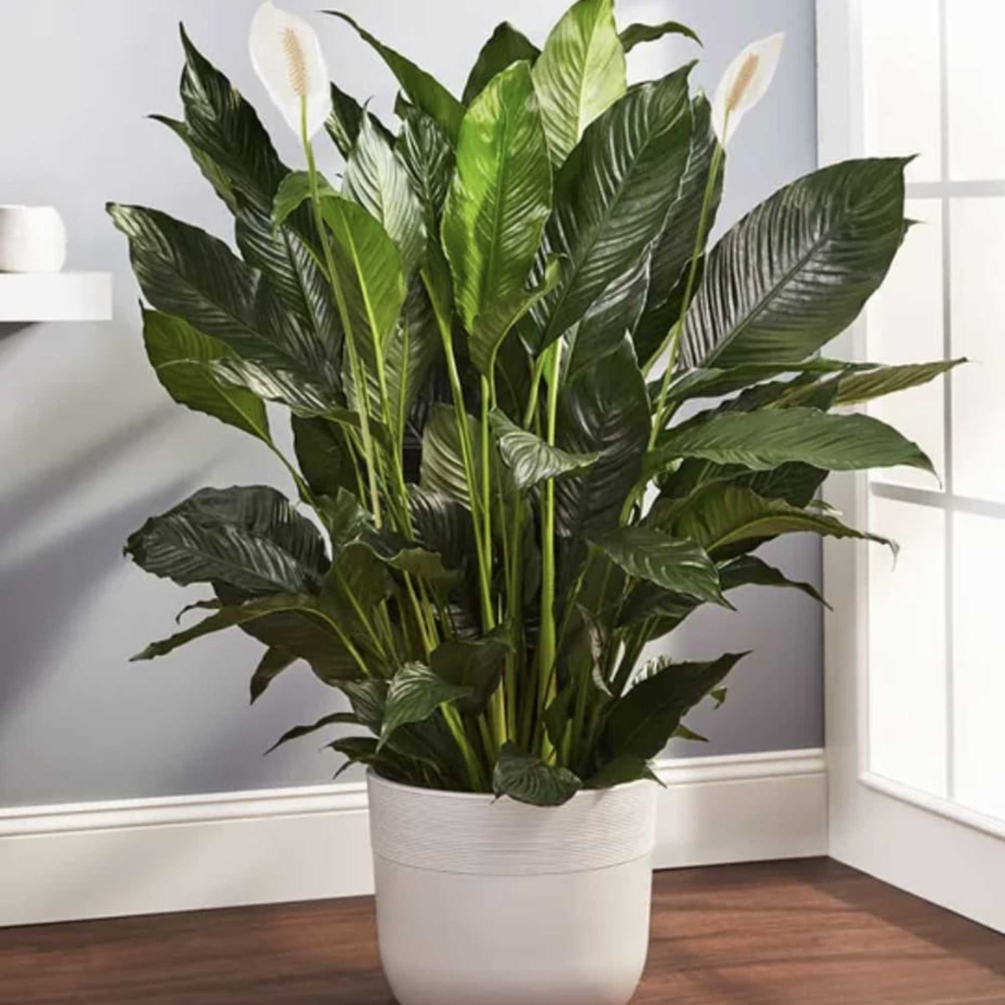 Description

Bring serenity to any space with our light-loving Peace Lily floor plant.