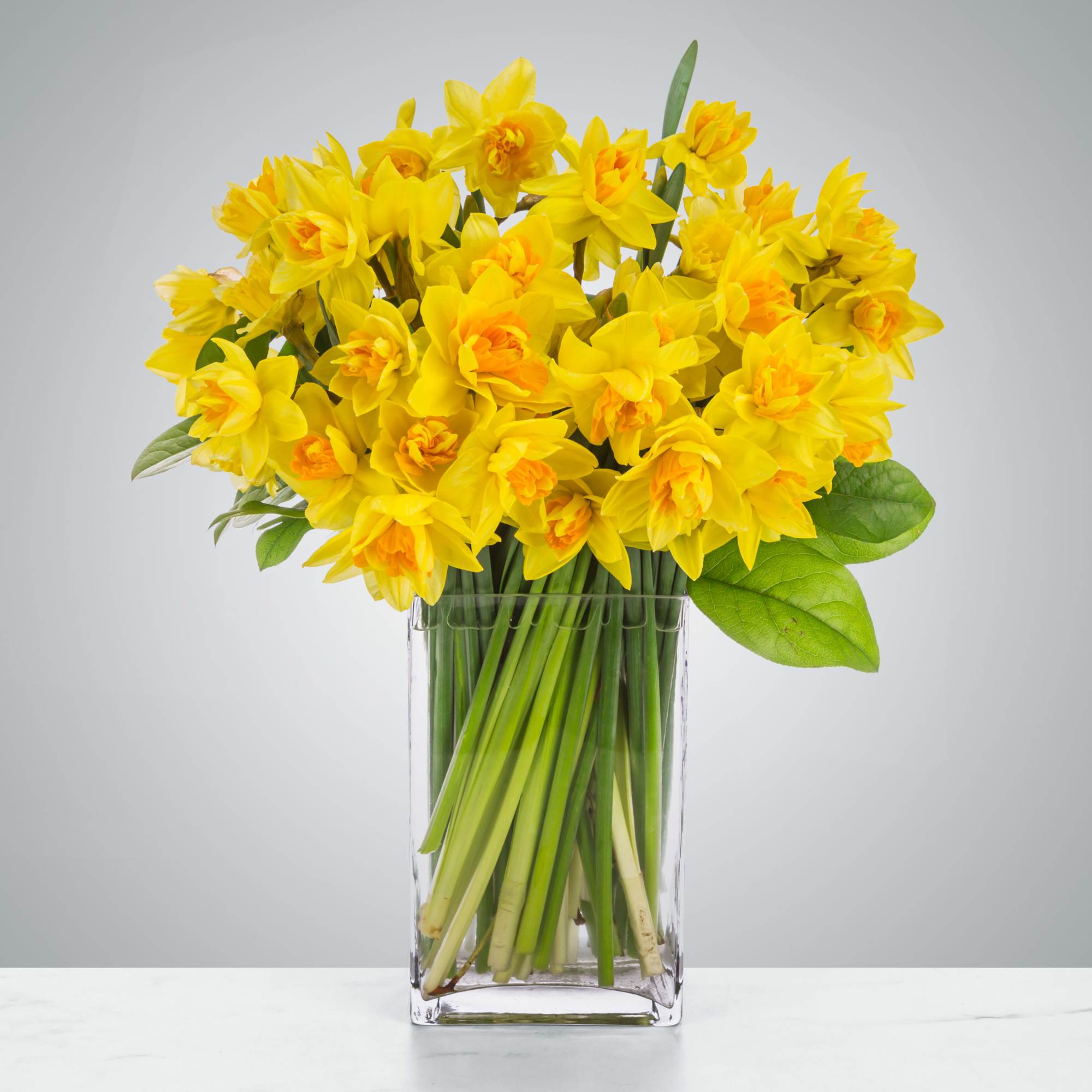 Daffodils are one of the first flowers of spring and a great