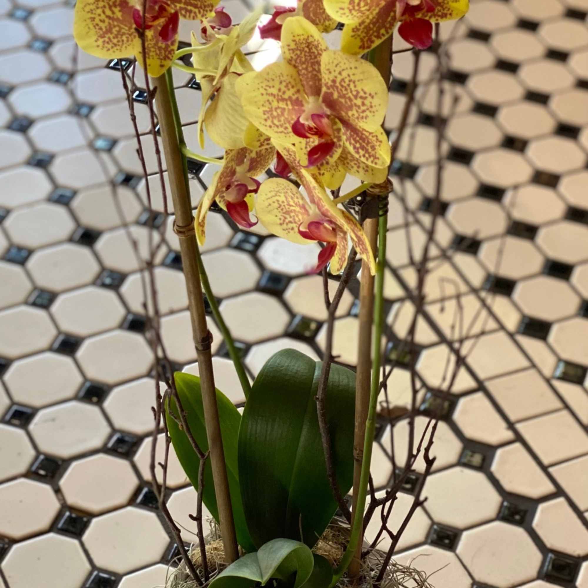 Beautifully presented with an armature of bamboo and birch, in a lovely