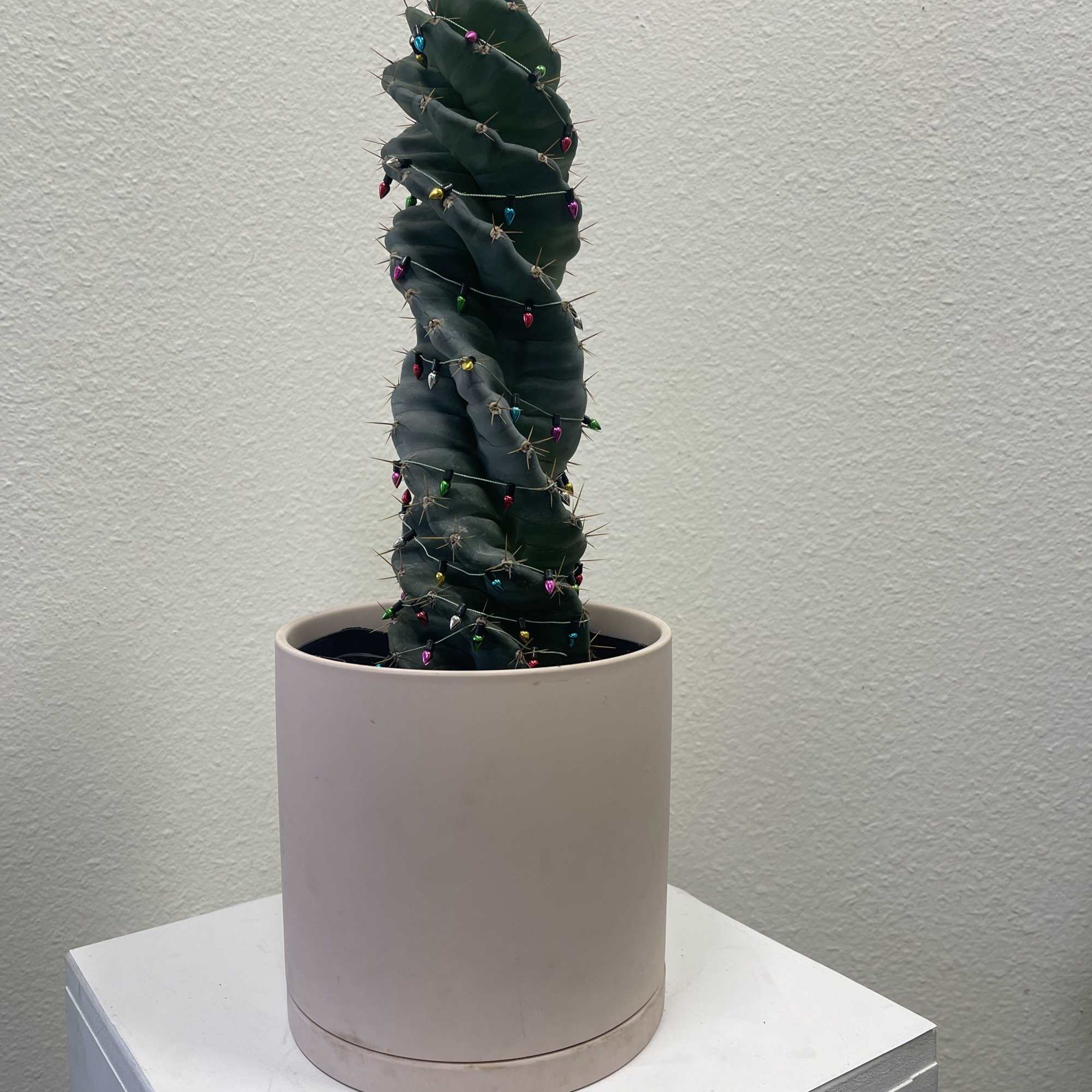 A rare spiral cactus adorned with Christmas cheer. Perfect gift for the