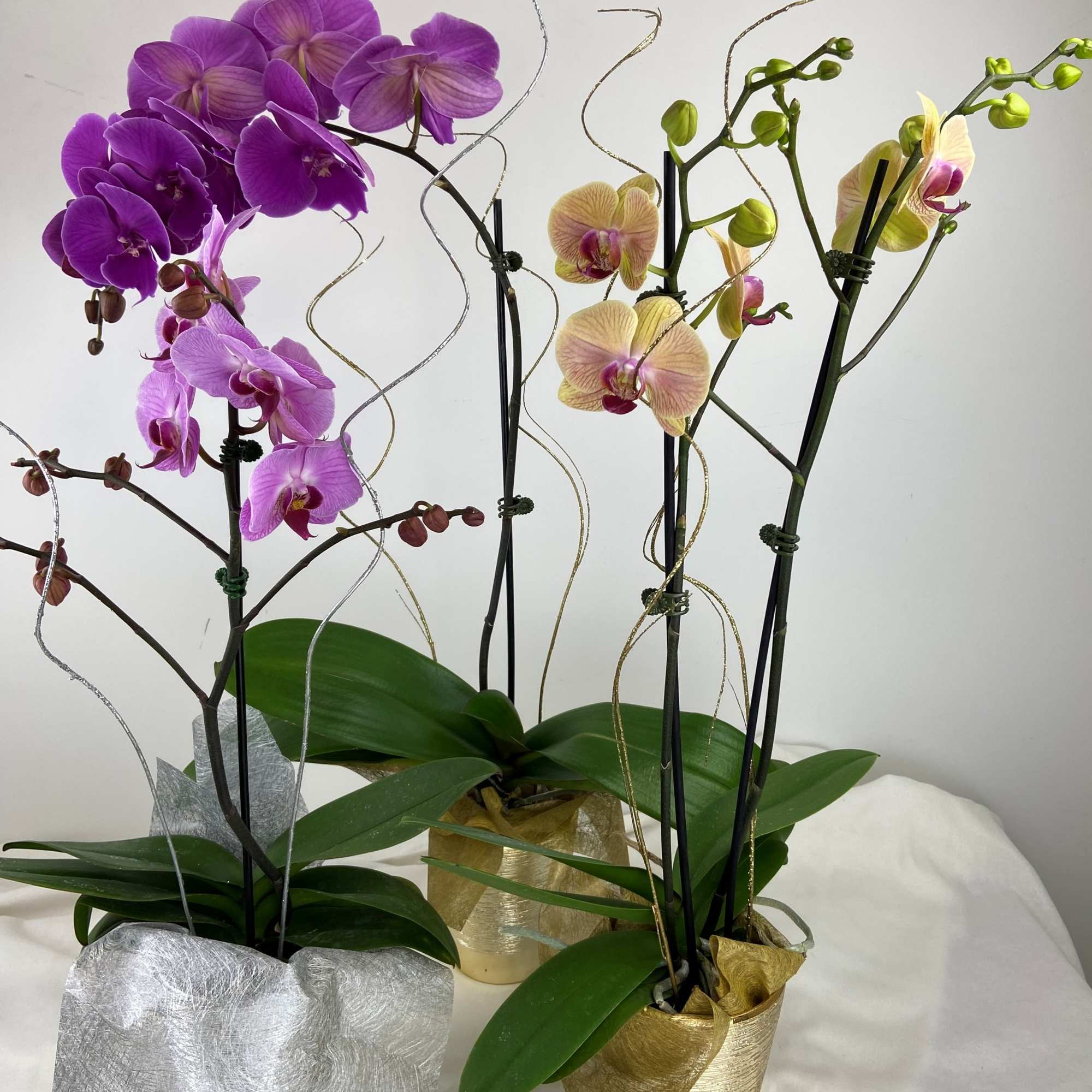 Full size Orchid with Gold or Silver Accents.
Colors will Vary