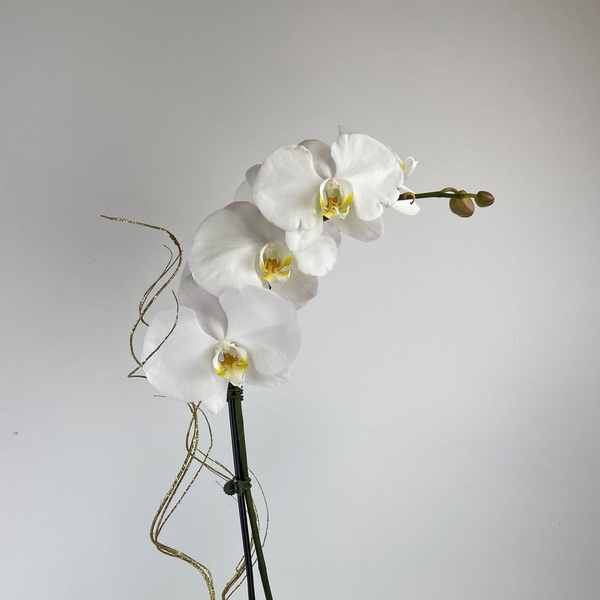 Full size Orchid with Gold or Silver Accents.
Colors will Vary