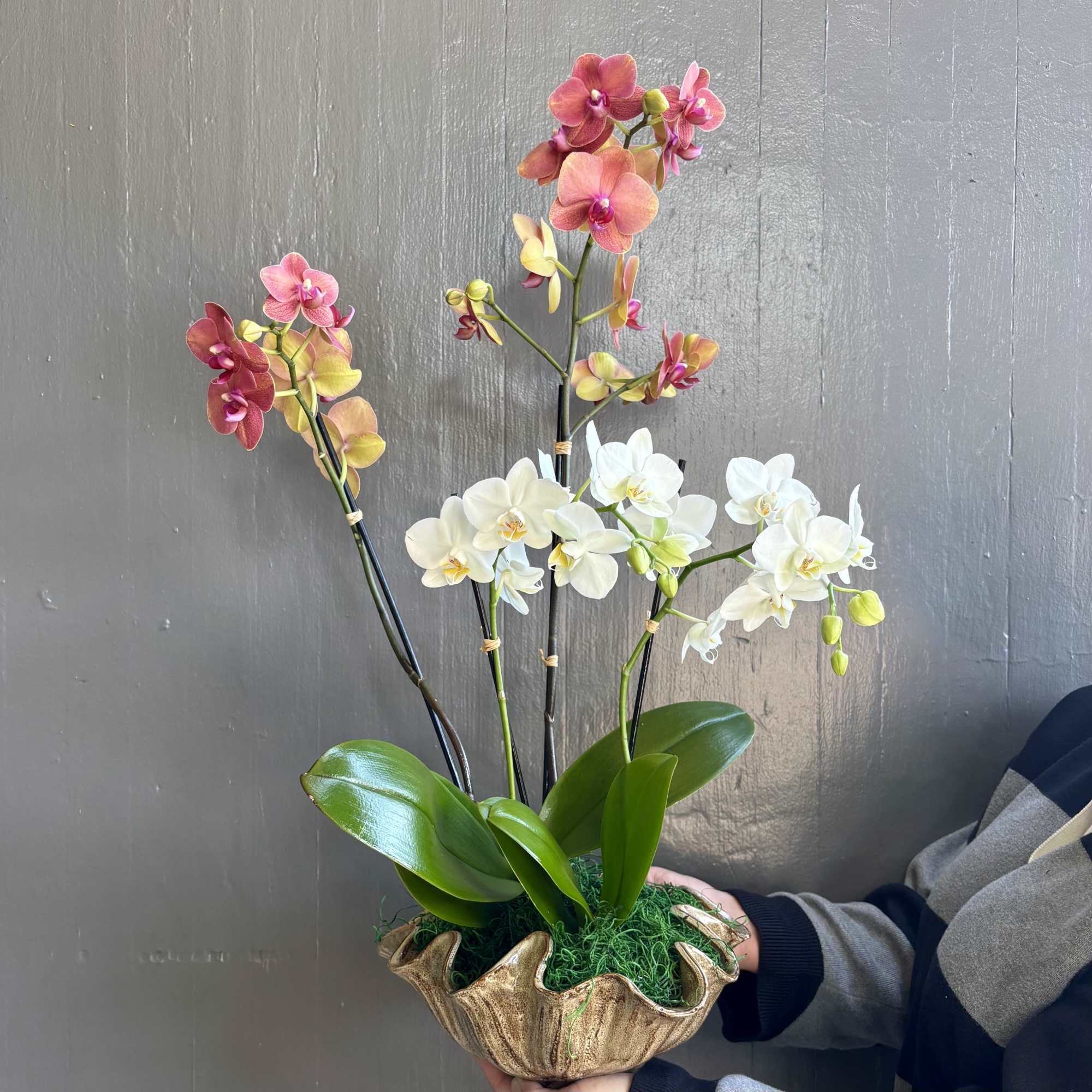One large orange and one mini white phalaenopsis orchids are combined in