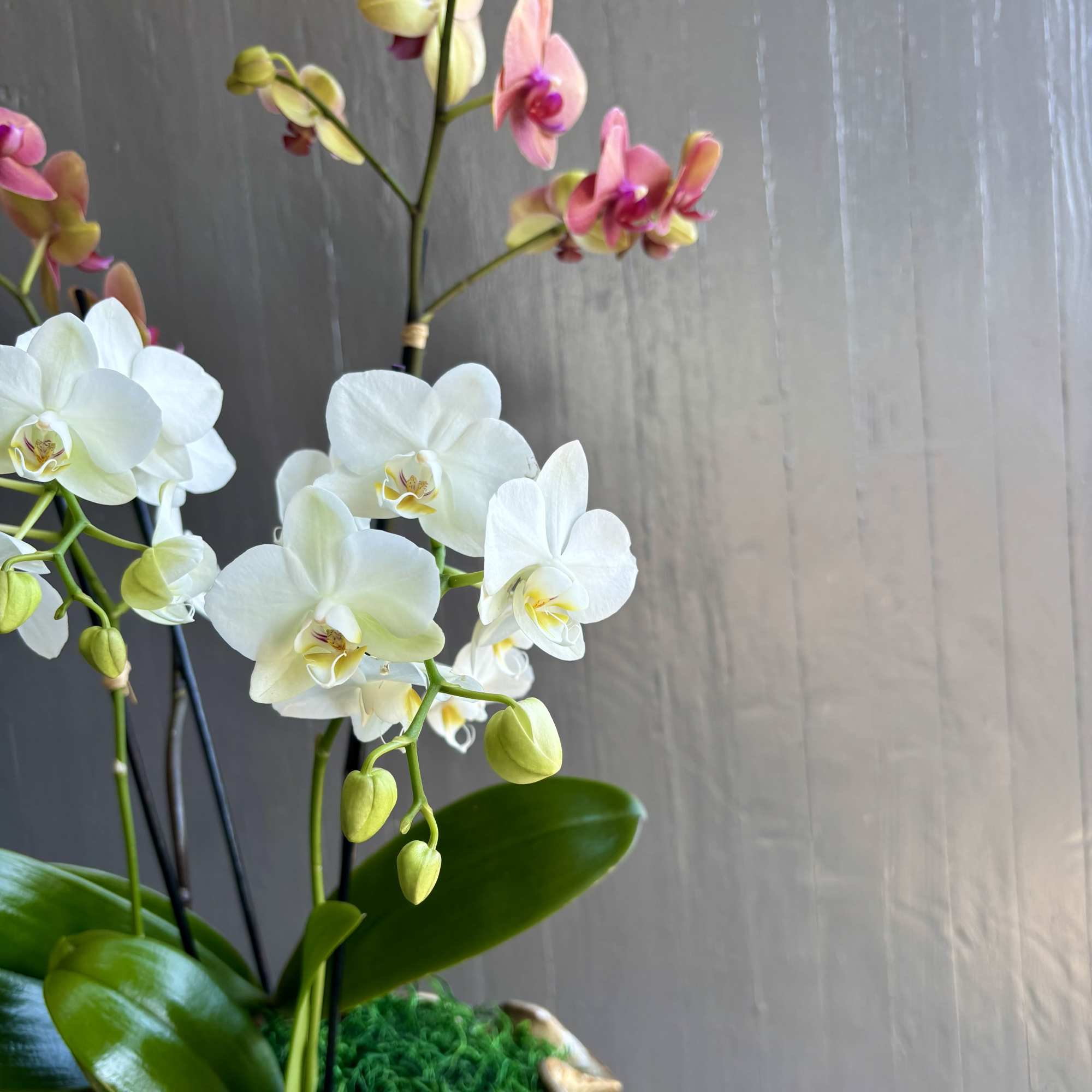 One large orange and one mini white phalaenopsis orchids are combined in
