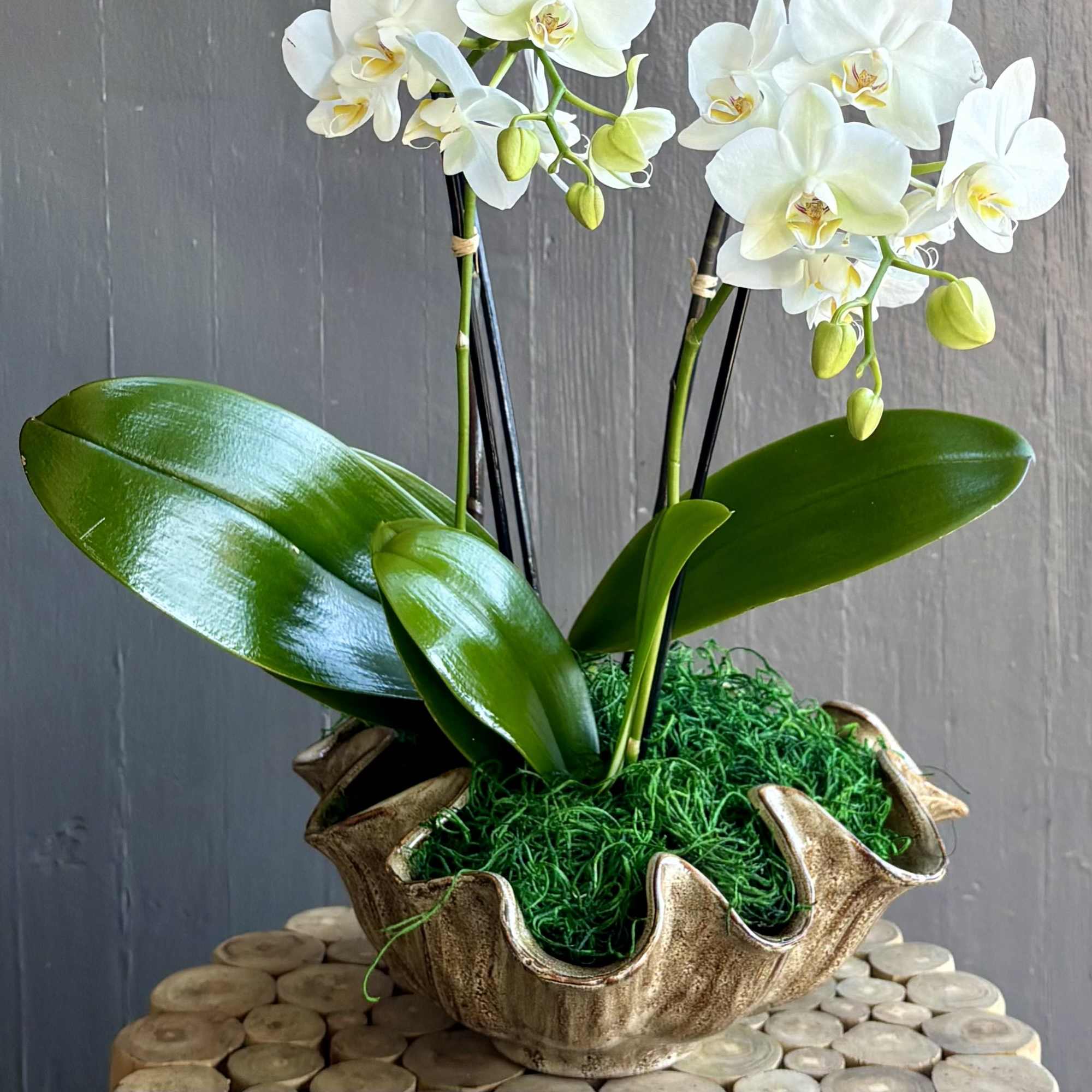 One large orange and one mini white phalaenopsis orchids are combined in