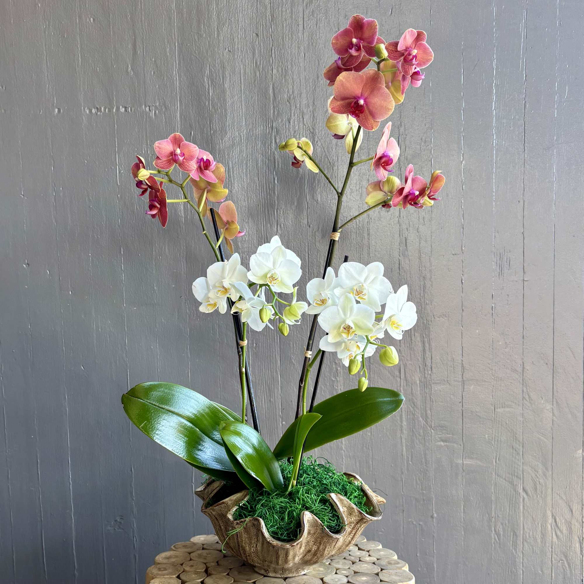 One large orange and one mini white phalaenopsis orchids are combined in