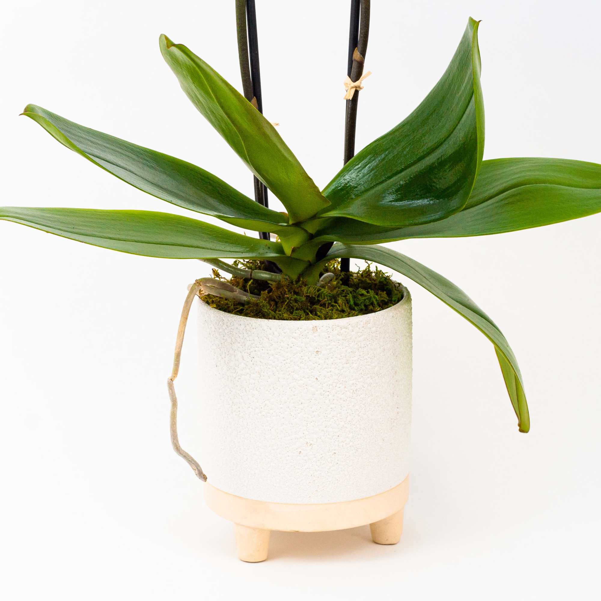 FRESH ORCHID PLANT WITH GOLDEN BLOOMS
Fresh and bright. This gorgeous Phalaenopsis orchid