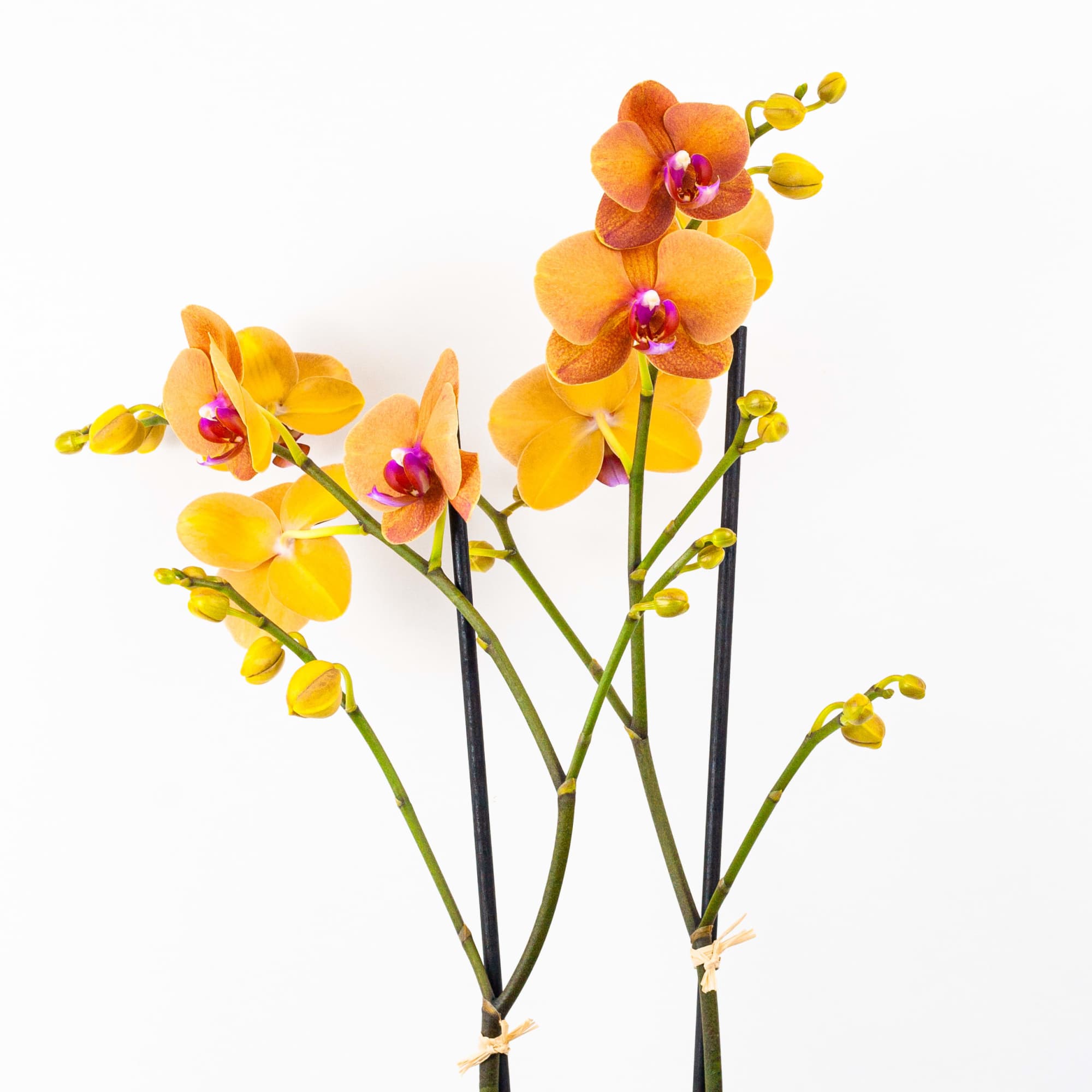 FRESH ORCHID PLANT WITH GOLDEN BLOOMS
Fresh and bright. This gorgeous Phalaenopsis orchid