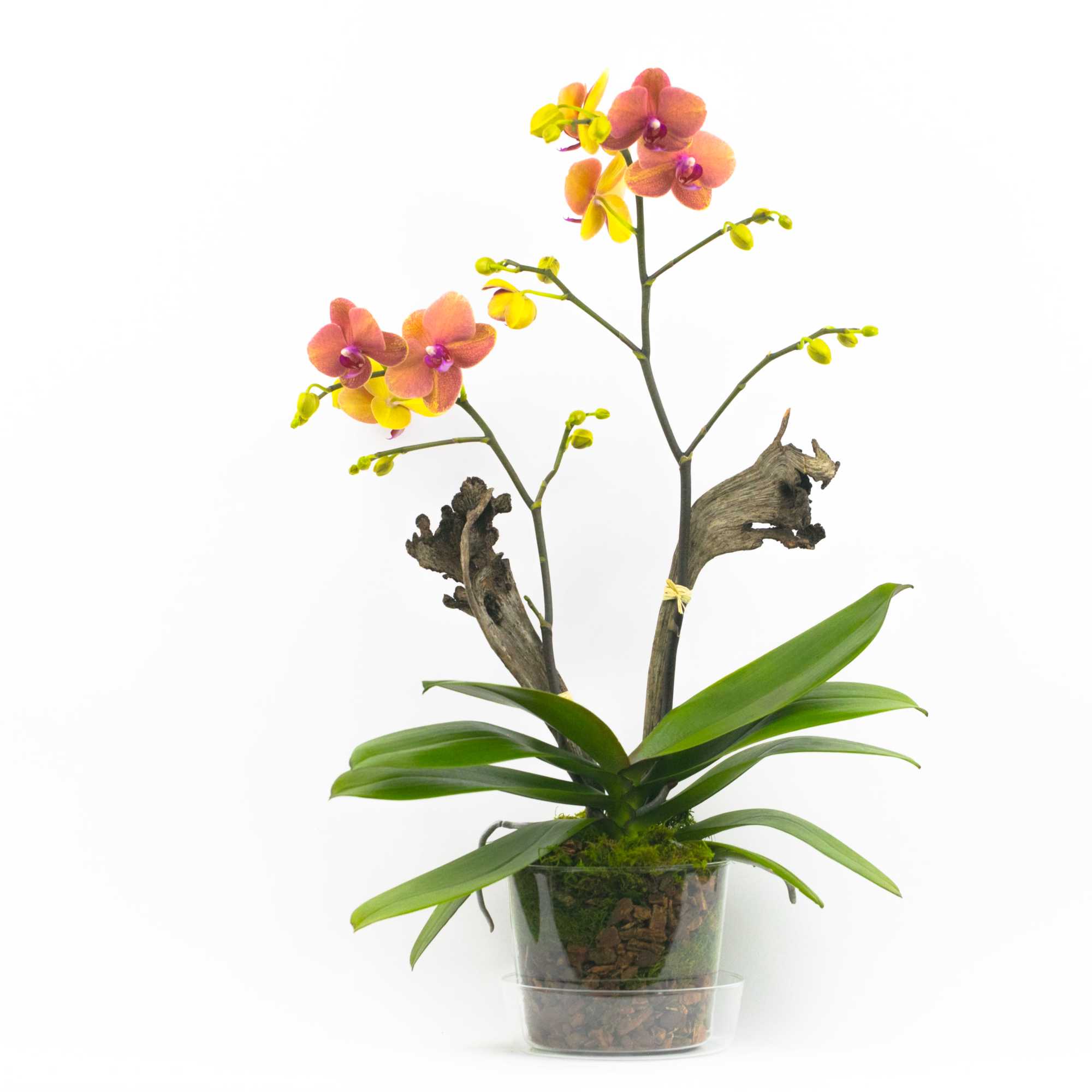 WILD FOREST ORCHID PLANT
Exotic and wild. This delicate beauty boasts two flower