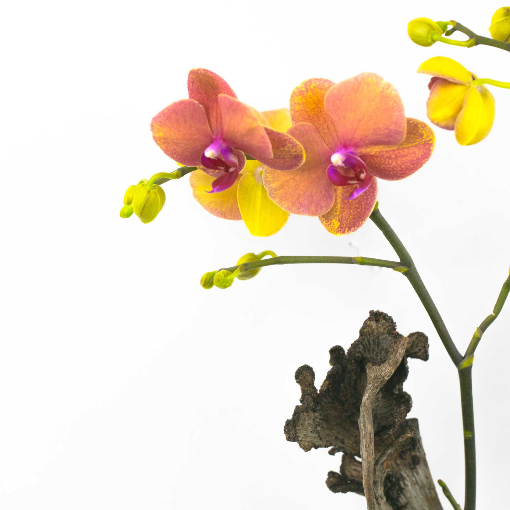 WILD FOREST ORCHID PLANT
Exotic and wild. This delicate beauty boasts two flower