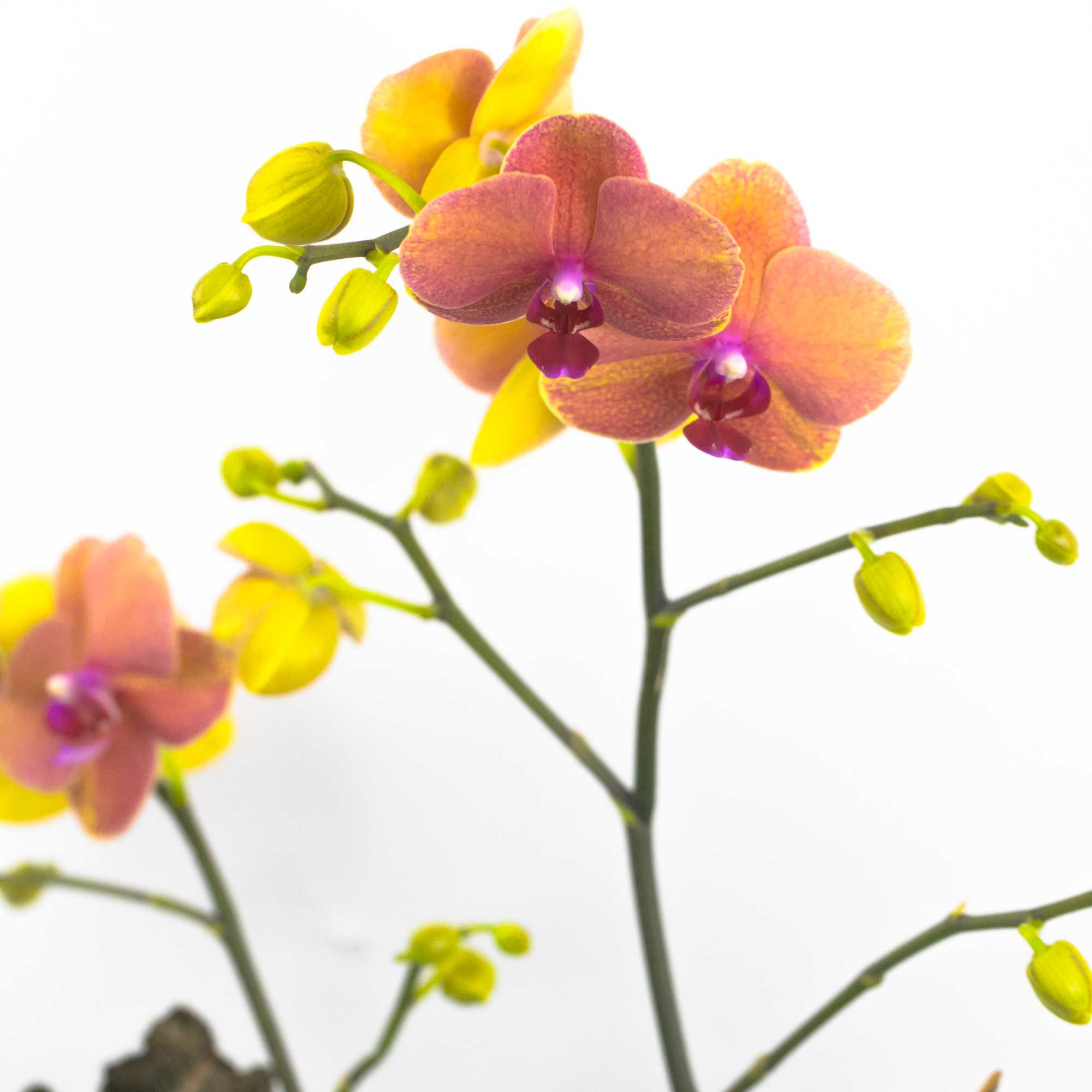 WILD FOREST ORCHID PLANT
Exotic and wild. This delicate beauty boasts two flower