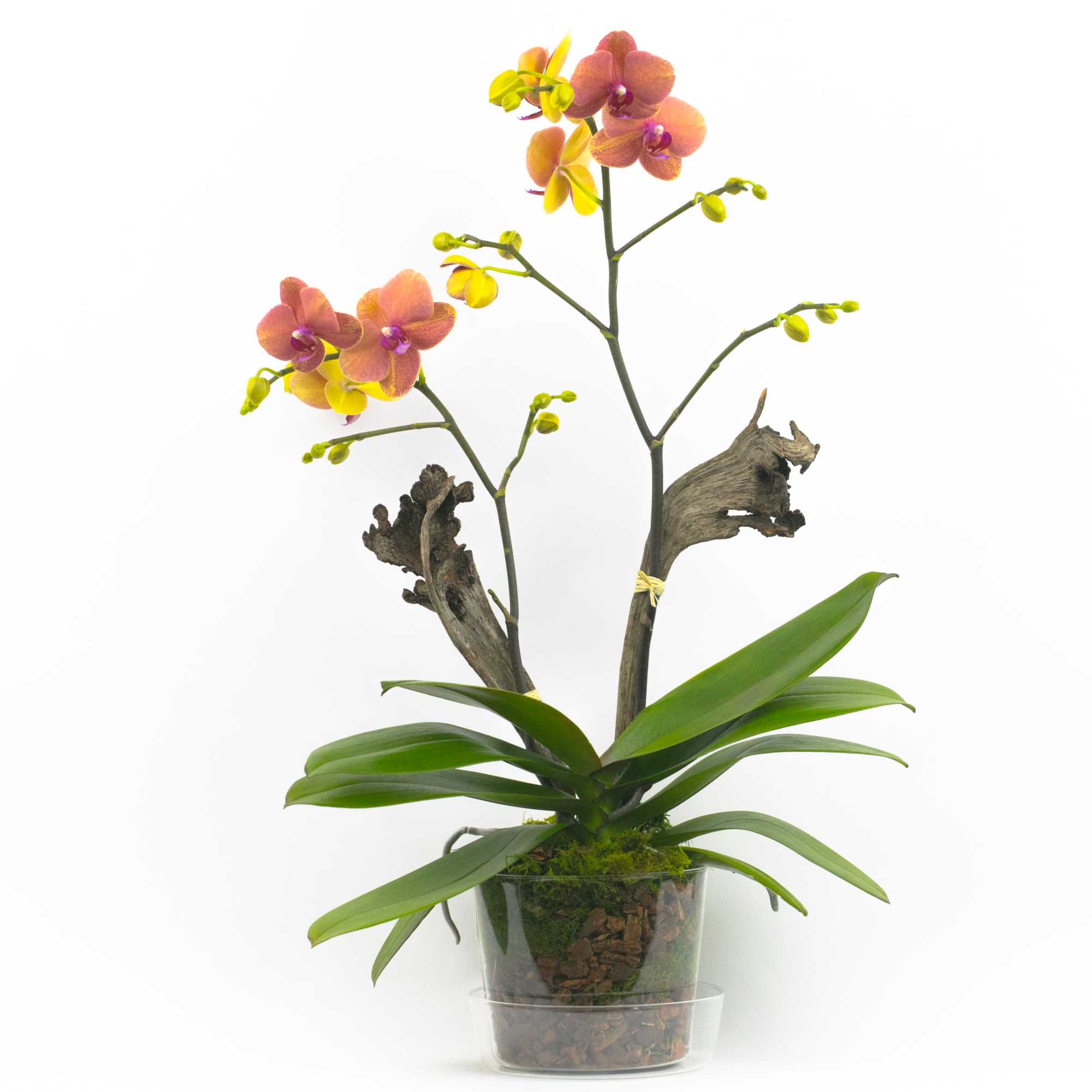 WILD FOREST ORCHID PLANT
Exotic and wild. This delicate beauty boasts two flower
