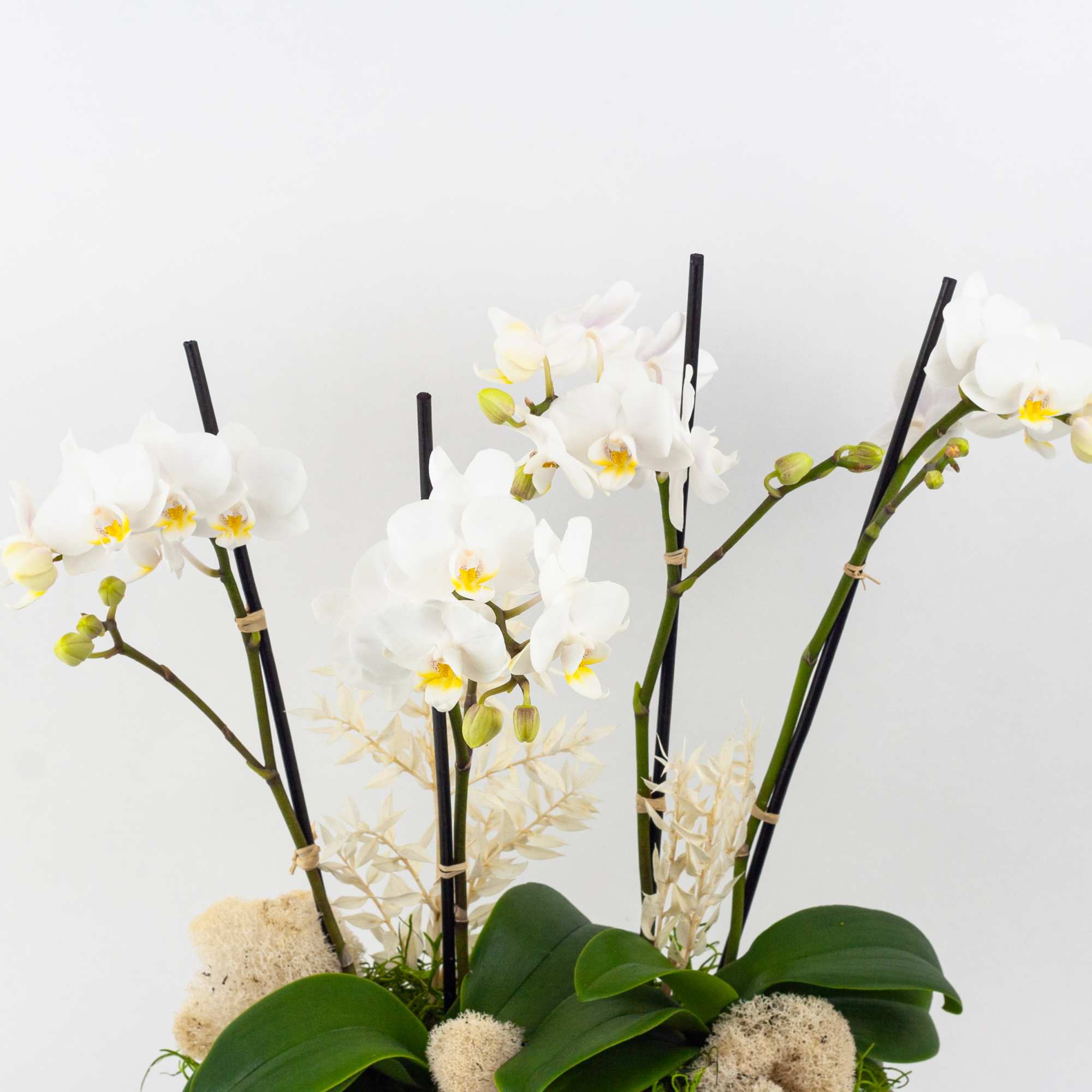 MINI WHITE PHALAENOPSIS ORCHID PLANTS
Contemporary and delicate. This beautiful orchid plant is
