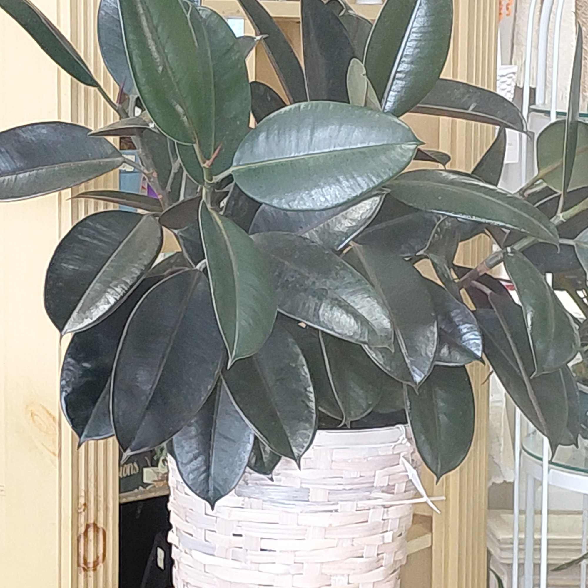 Rubber Tree(8 inch pot)  in Decorative Basket  