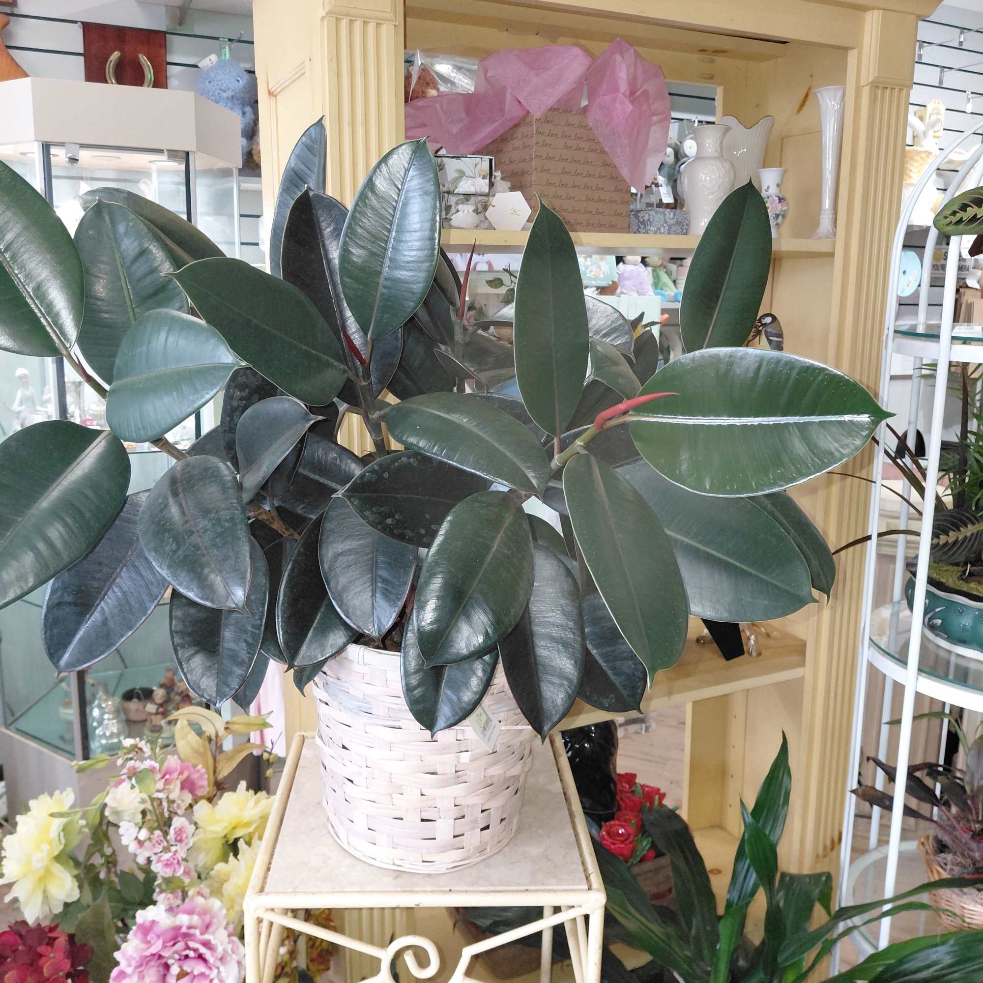 Rubber Tree(8 inch pot)  in Decorative Basket  