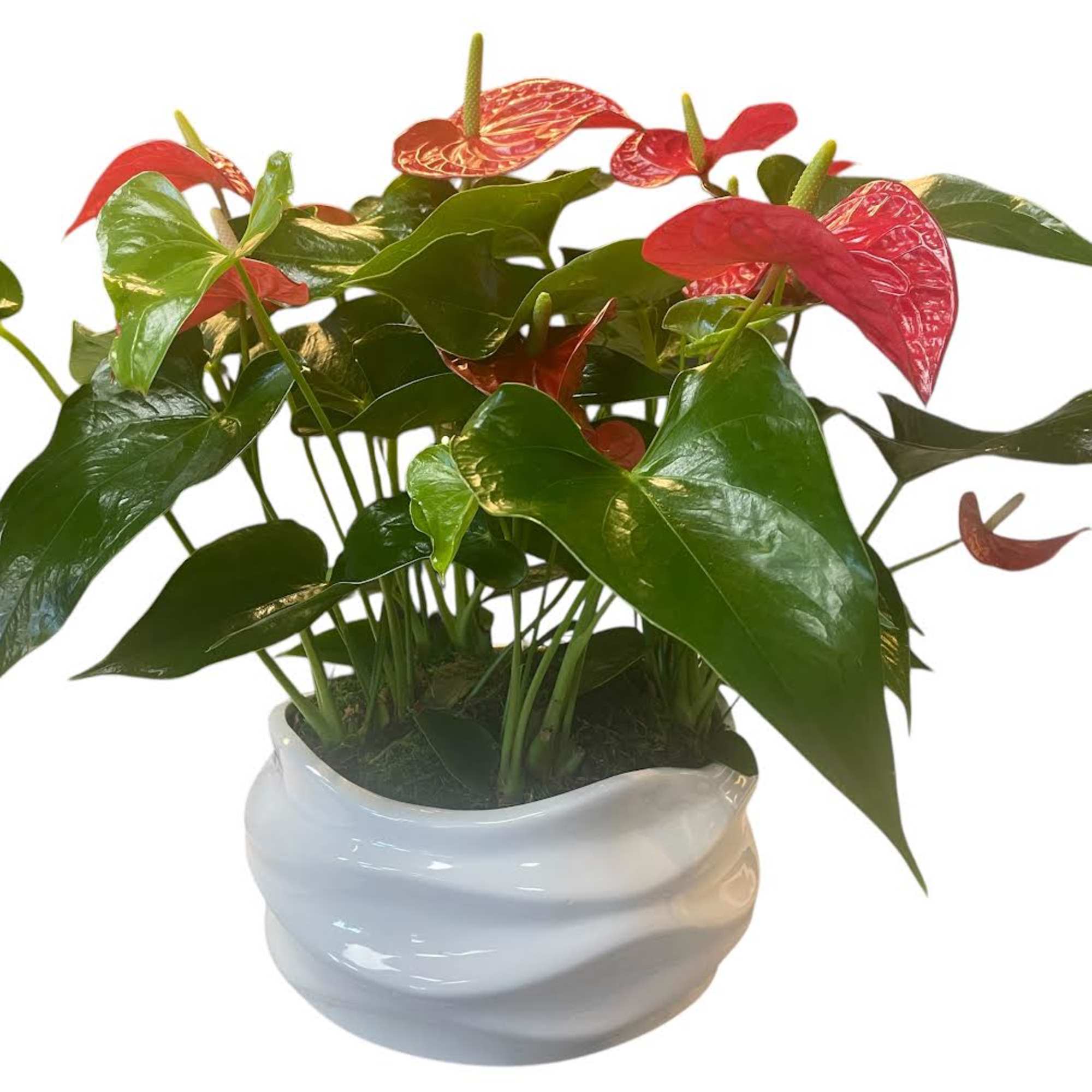 Anthurium dishgarden