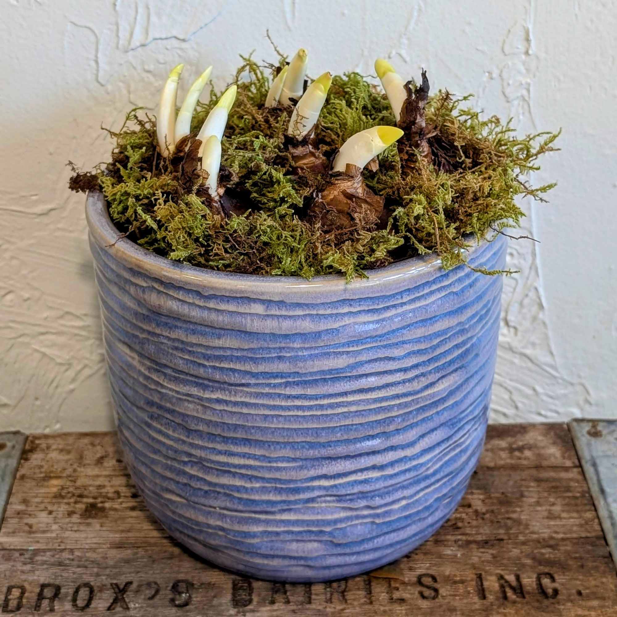 Our Paper White Planter in the Intrepid Pot offers a bold, modern