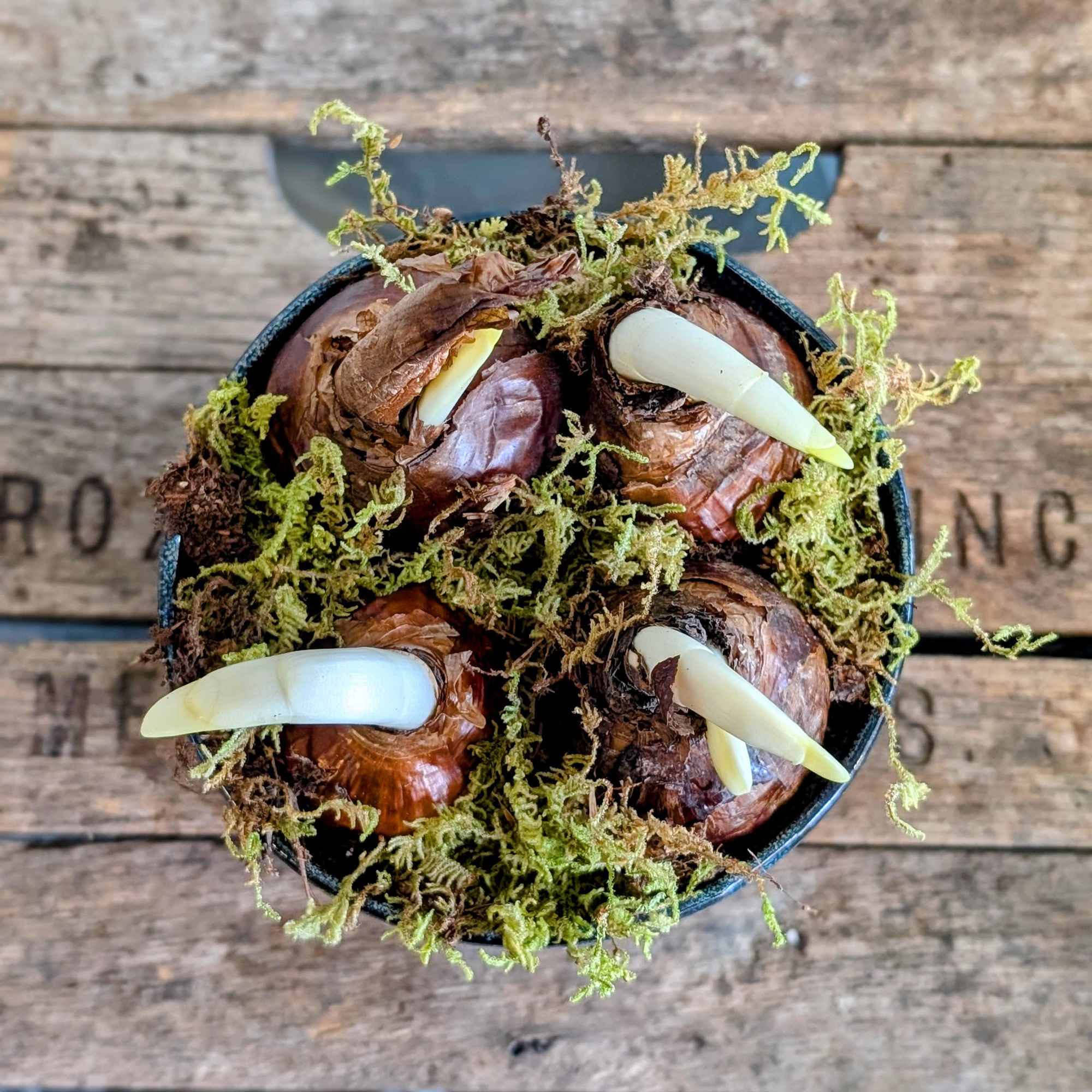 Petite and stylish, the Paper White Planter in the Tabor Pot is