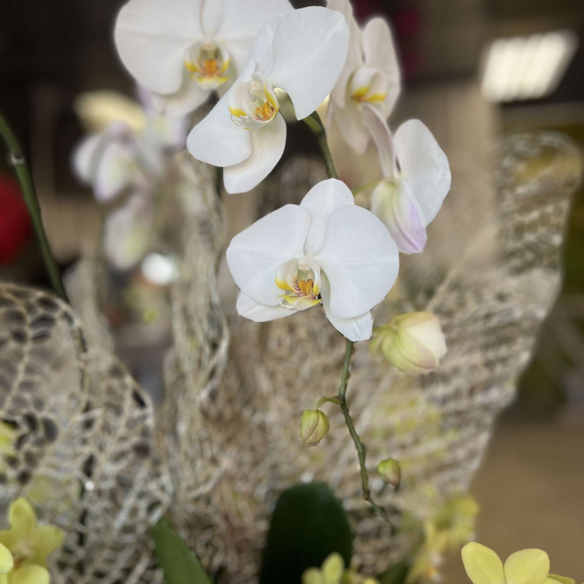 Introducing the perfect holiday centerpiece &ndash; a beautiful Christmas Orchid Arrangement that