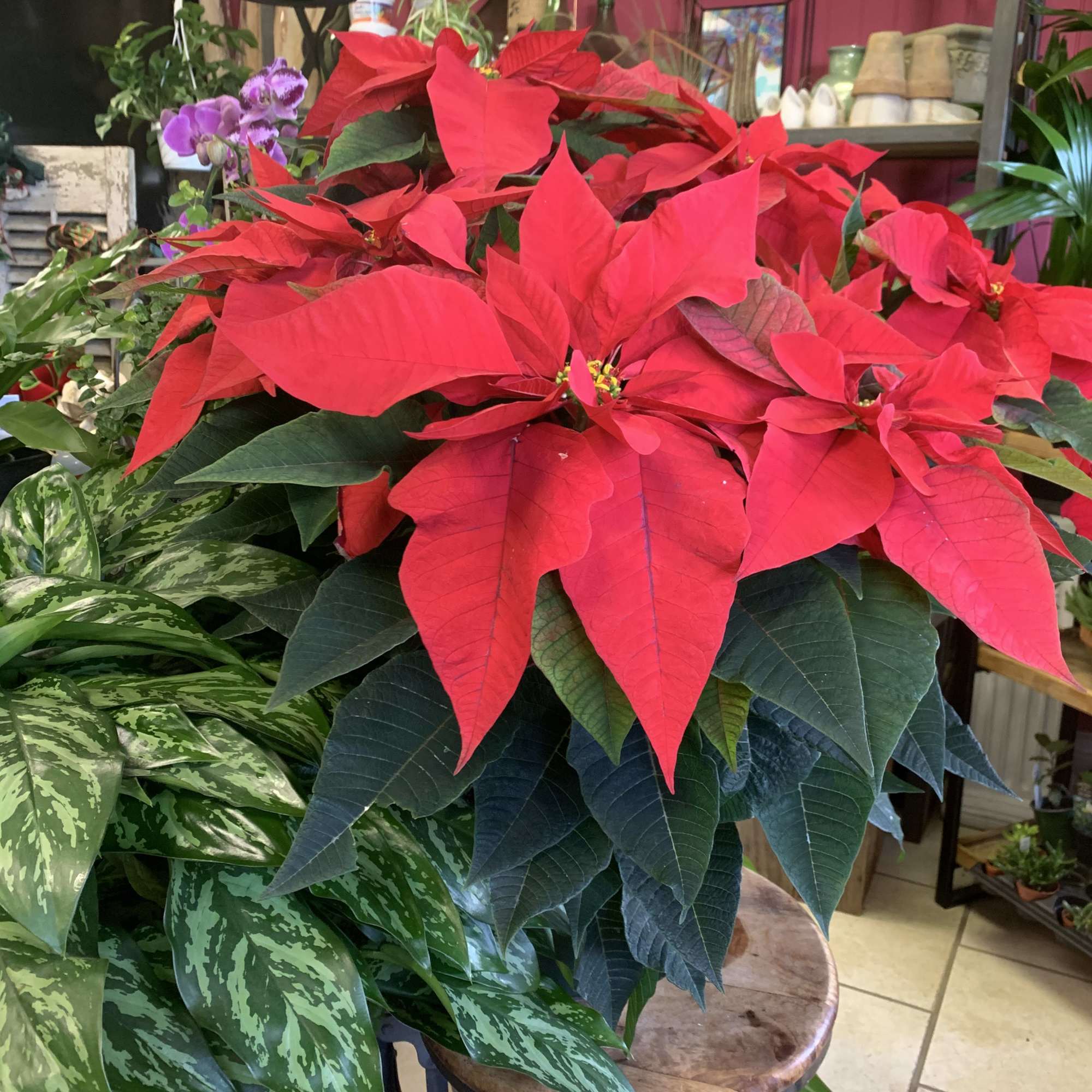 Beautiful locally* grown 8&rdquo; pot (30&rdquo; tall) Poinsettias available in Red, White