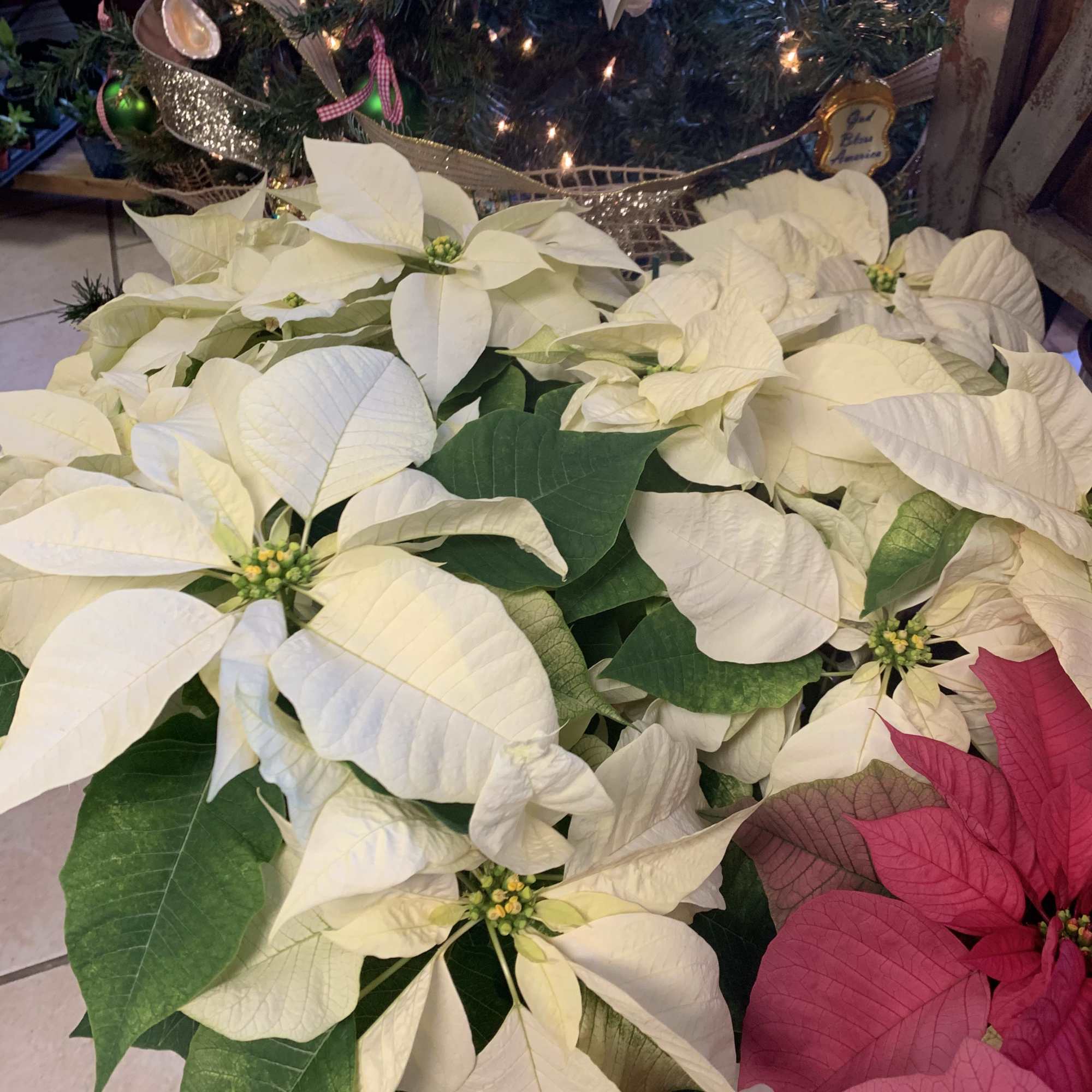 Beautiful locally* grown 8&rdquo; pot (30&rdquo; tall) Poinsettias available in Red, White