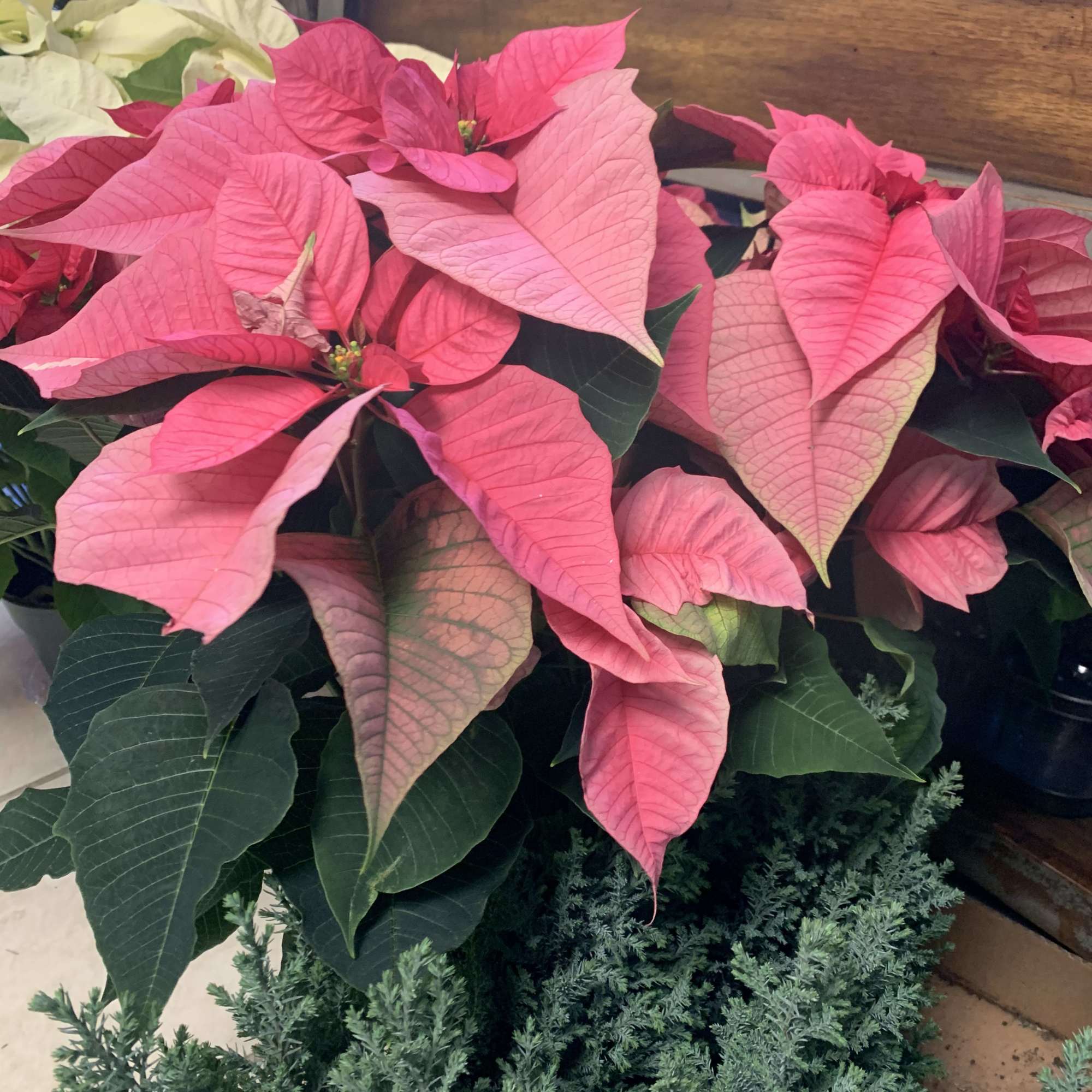 Beautiful locally* grown 8&rdquo; pot (30&rdquo; tall) Poinsettias available in Red, White