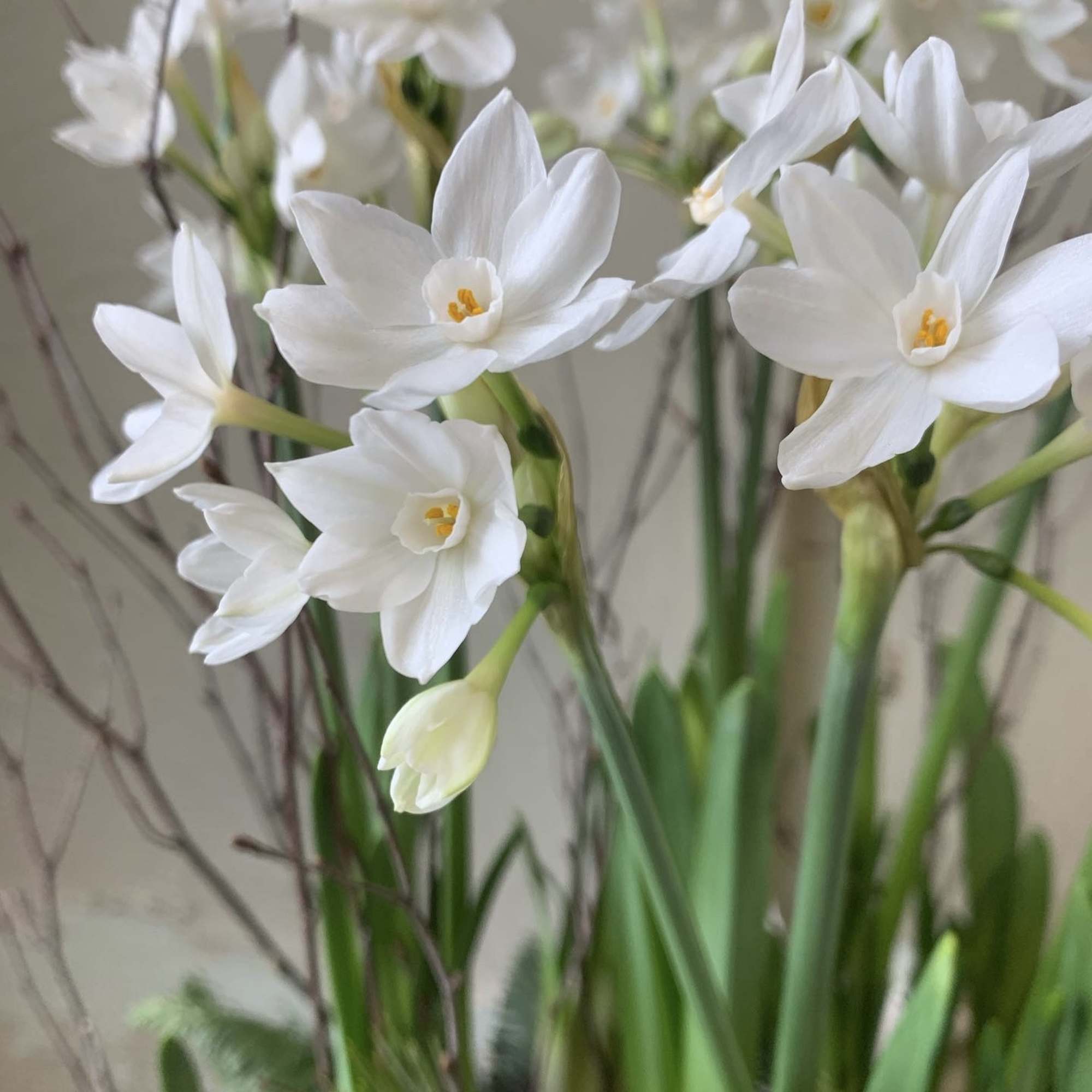 Paper White bulbs in a terra cotta pot with moss seasonal greens