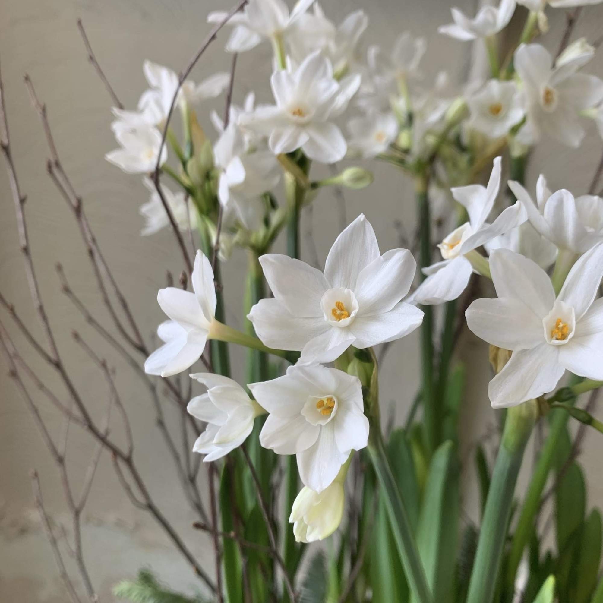 Paper White bulbs in a terra cotta pot with moss seasonal greens