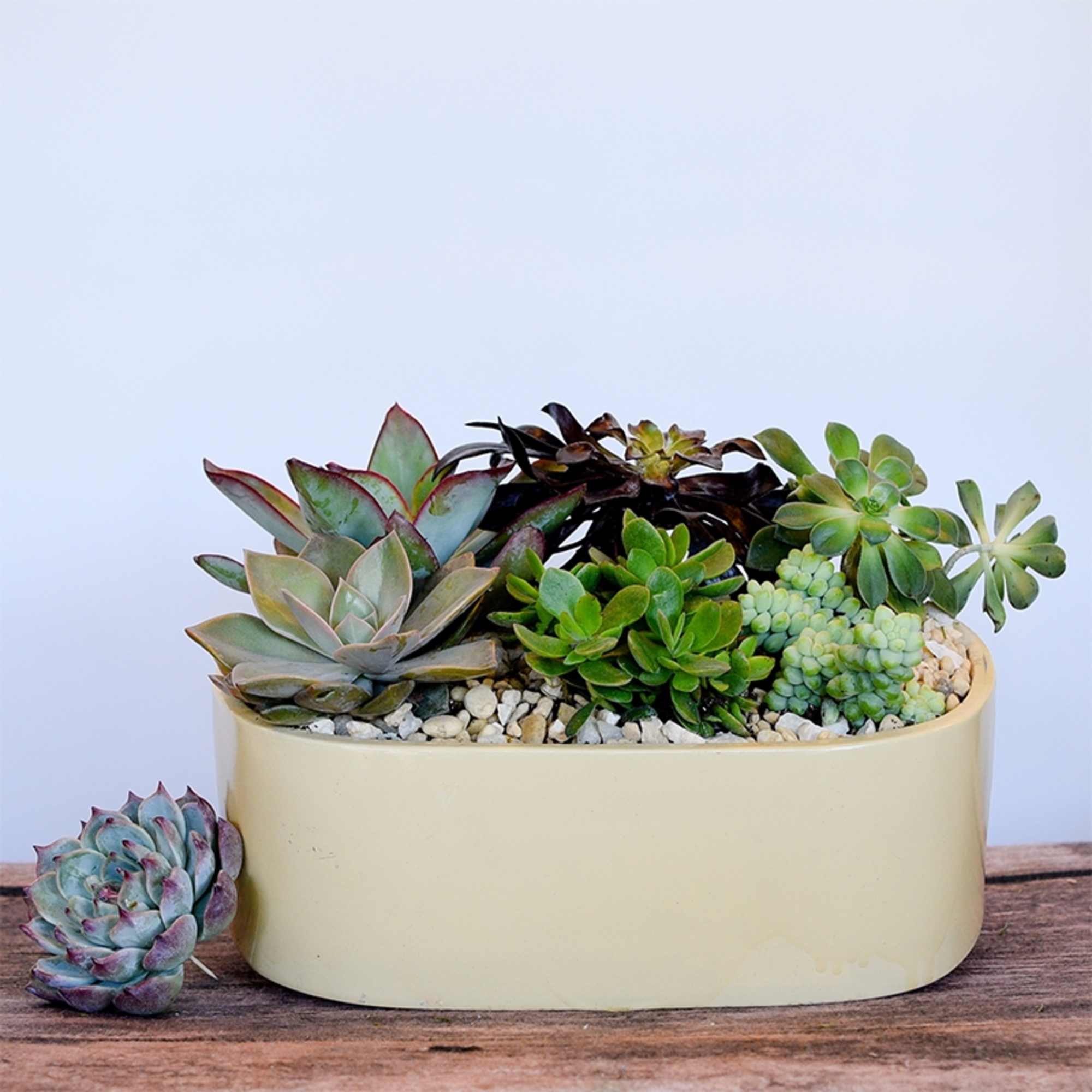 Often considered an ornamental plant because of their striking appearance, succulents are
