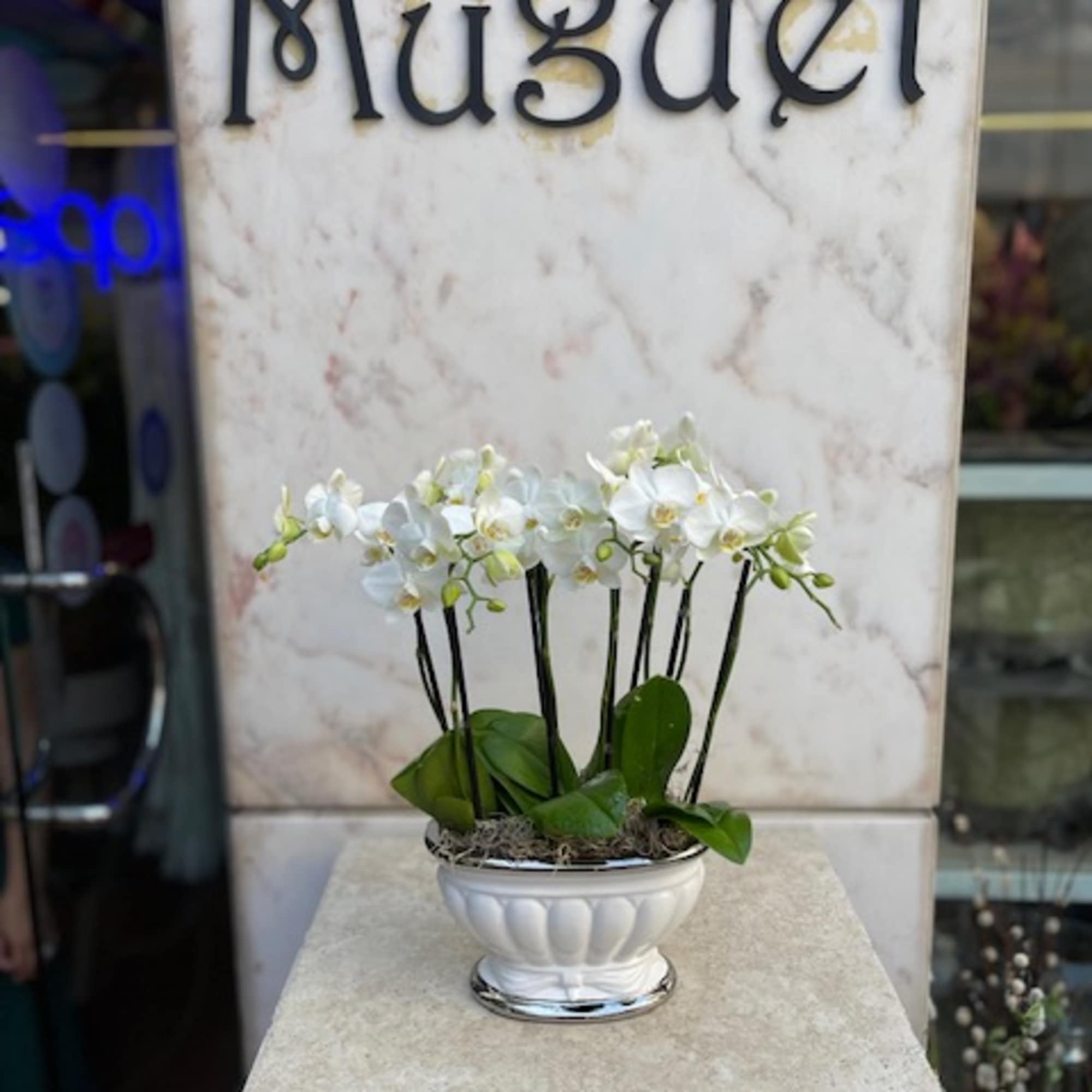 Ceramic Bowl of 4 White Mini Phalaenopsis Orchids arrangement.

Orchids are elegant and