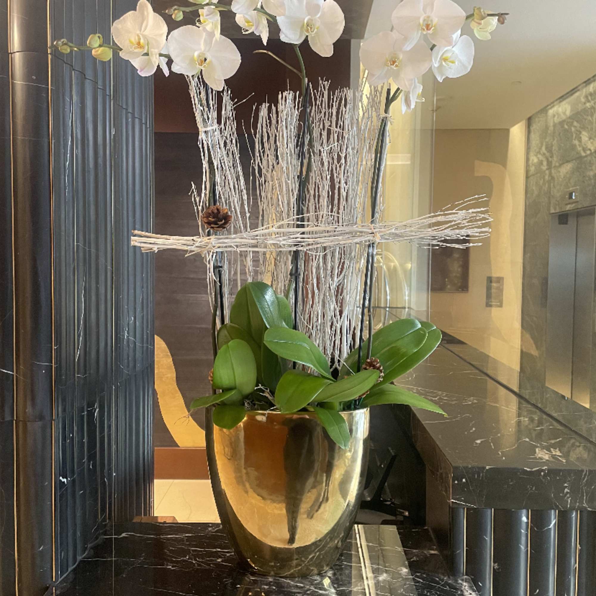 Grand Holiday Look .... white Phal. Orchid Plant in a Large Gold