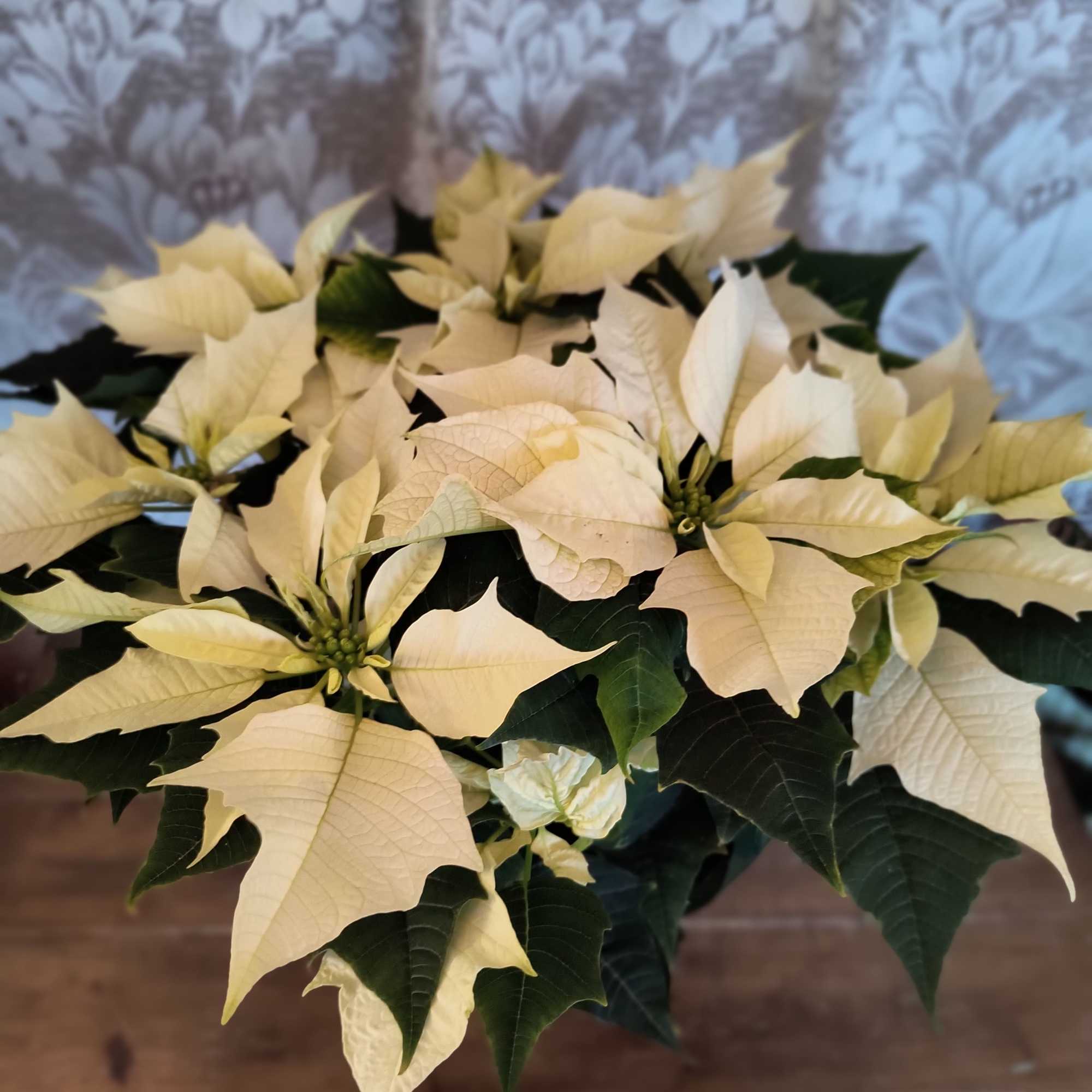 A brilliant departure from tradition, this white poinsettia is a winter wonderland